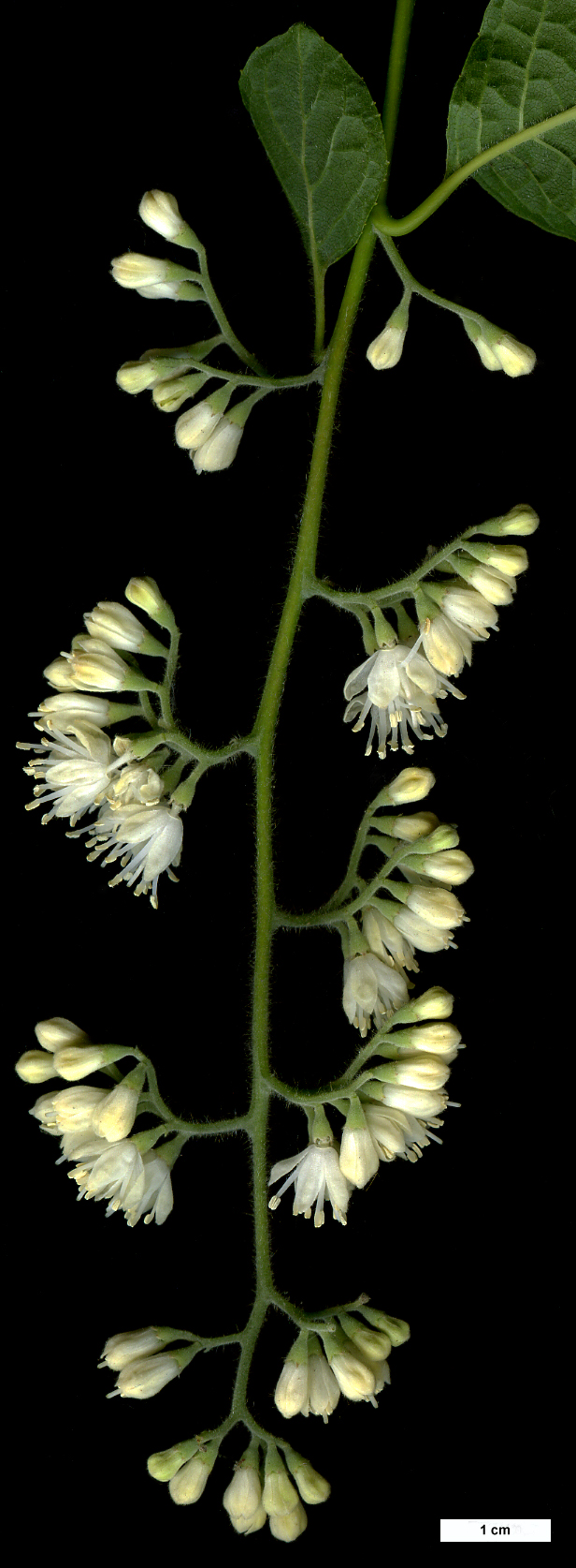 High resolution image: Family: Styracaceae - Genus: Pterostyrax - Taxon: hispidus