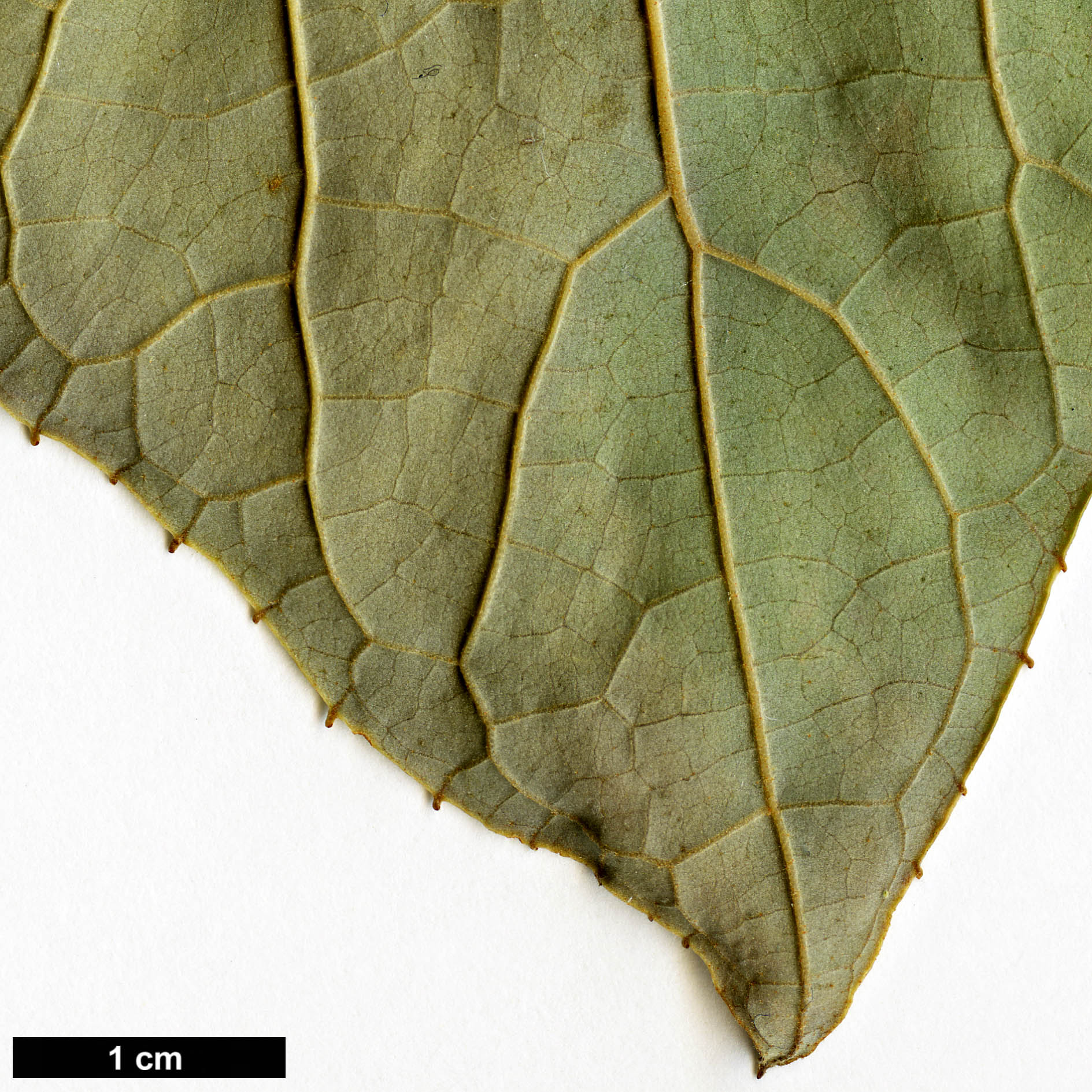 High resolution image: Family: Styracaceae - Genus: Pterostyrax - Taxon: psilophyllus