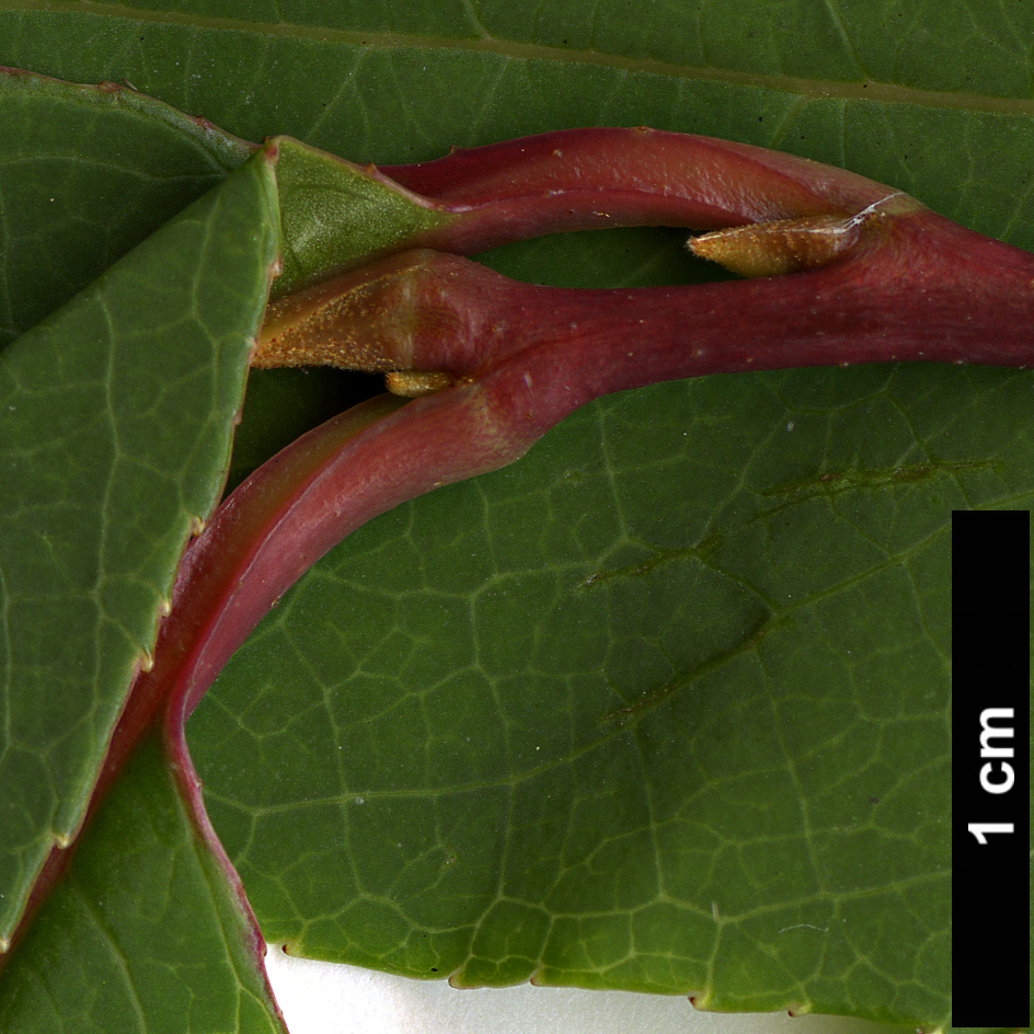 High resolution image: Family: Styracaceae - Genus: Rehderodendron - Taxon: indochinense