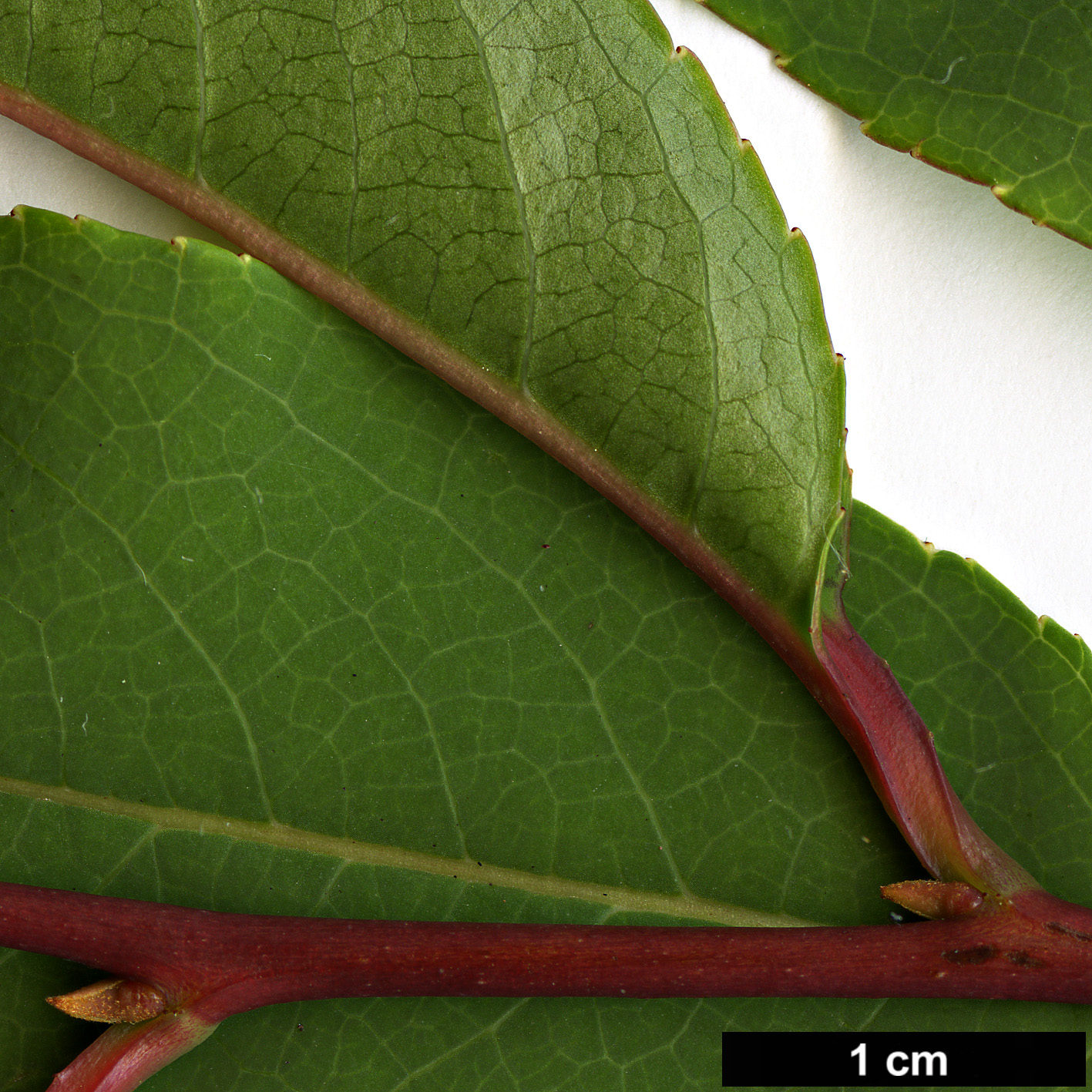 High resolution image: Family: Styracaceae - Genus: Rehderodendron - Taxon: indochinense