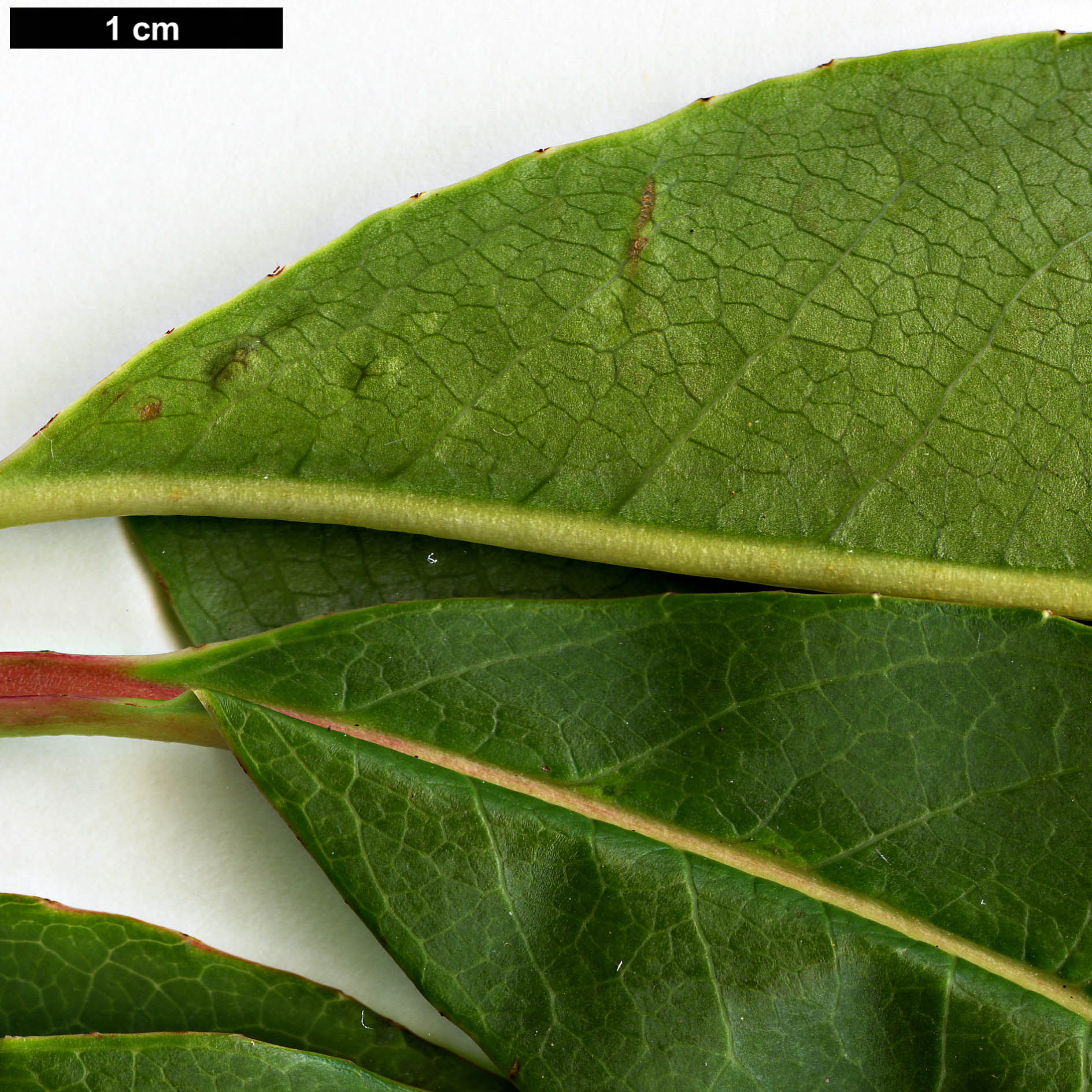 High resolution image: Family: Styracaceae - Genus: Rehderodendron - Taxon: kwangtungense