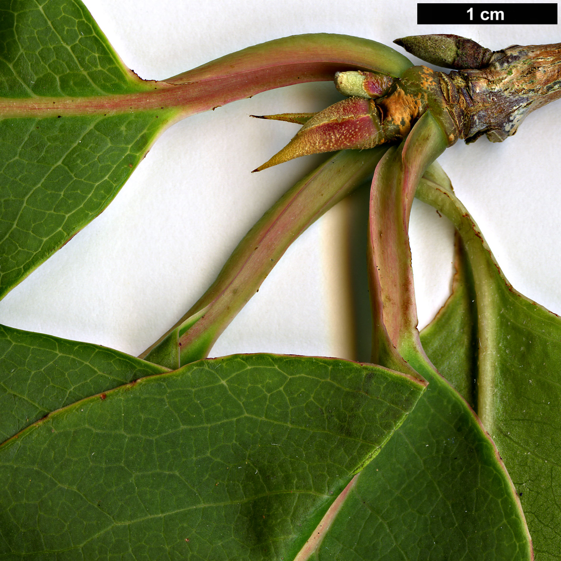 High resolution image: Family: Styracaceae - Genus: Rehderodendron - Taxon: kwangtungense