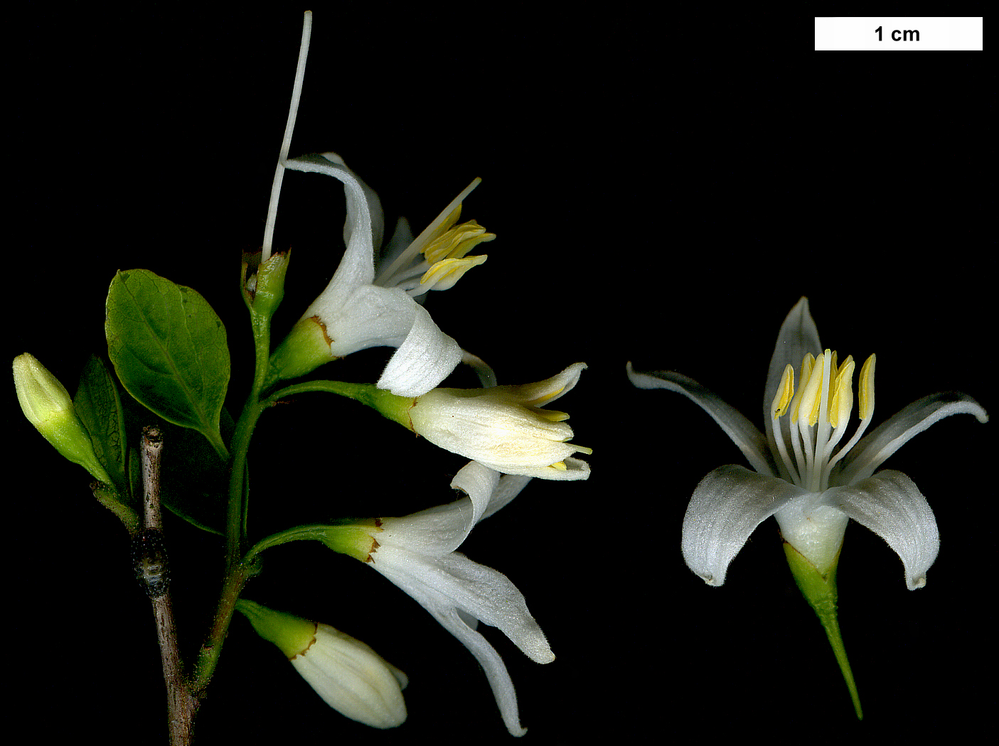 High resolution image: Family: Styracaceae - Genus: Styrax - Taxon: americanus