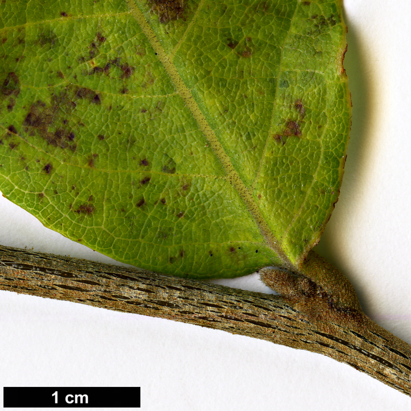 High resolution image: Family: Styracaceae - Genus: Styrax - Taxon: confusus