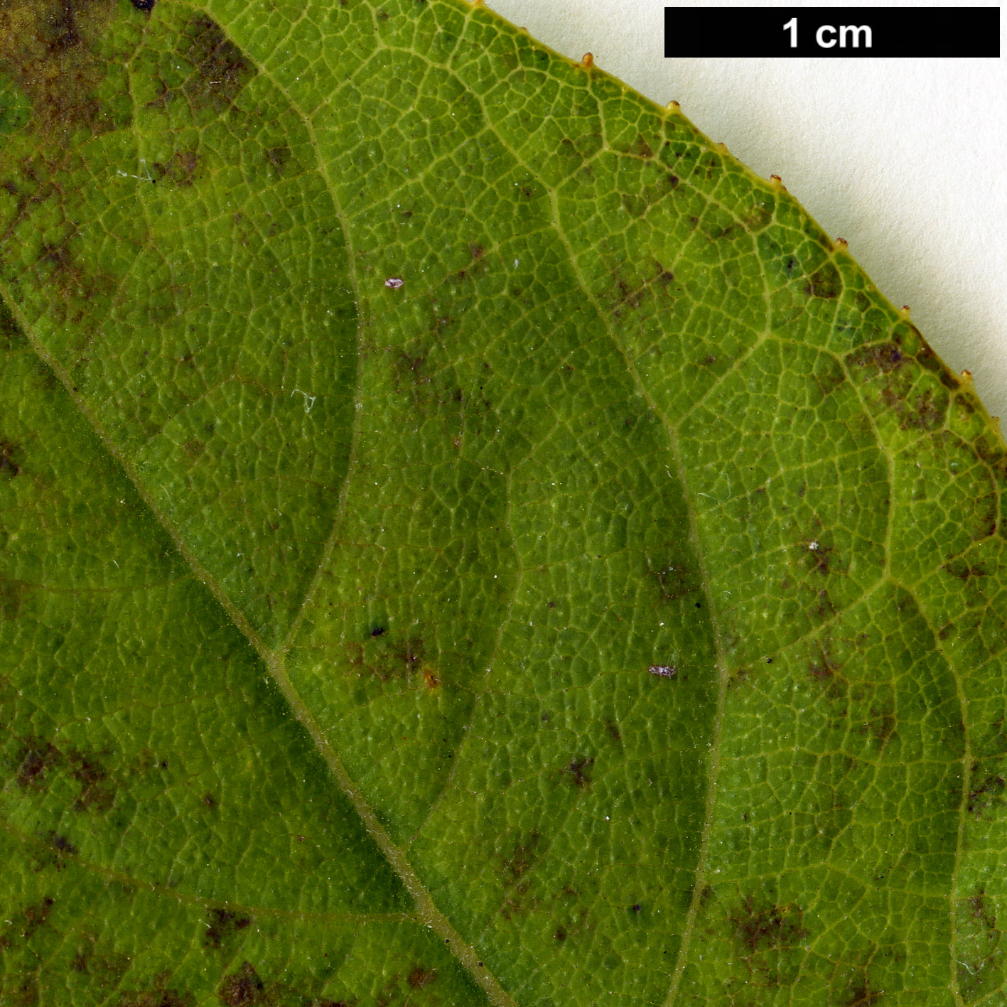 High resolution image: Family: Styracaceae - Genus: Styrax - Taxon: confusus