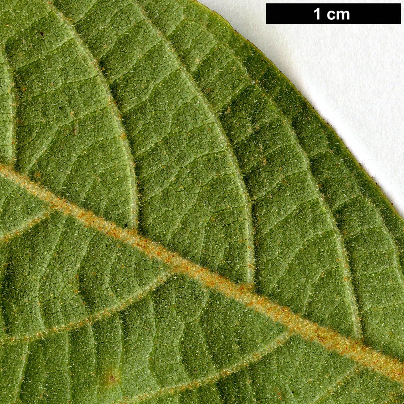 High resolution image: Family: Styracaceae - Genus: Styrax - Taxon: confusus