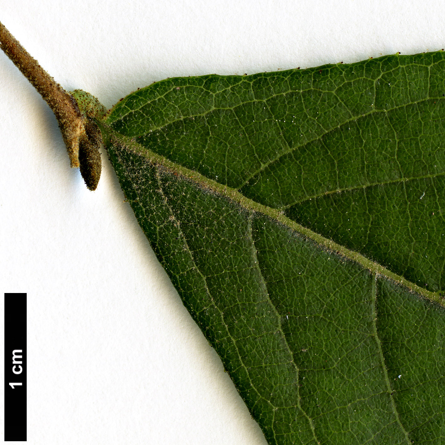 High resolution image: Family: Styracaceae - Genus: Styrax - Taxon: dasyanthus