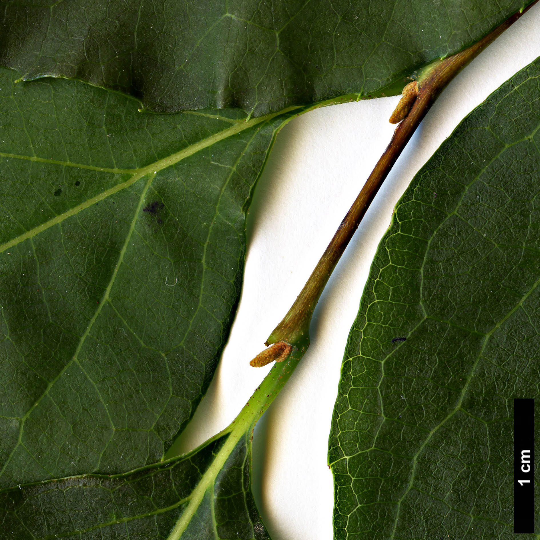 High resolution image: Family: Styracaceae - Genus: Styrax - Taxon: faberi