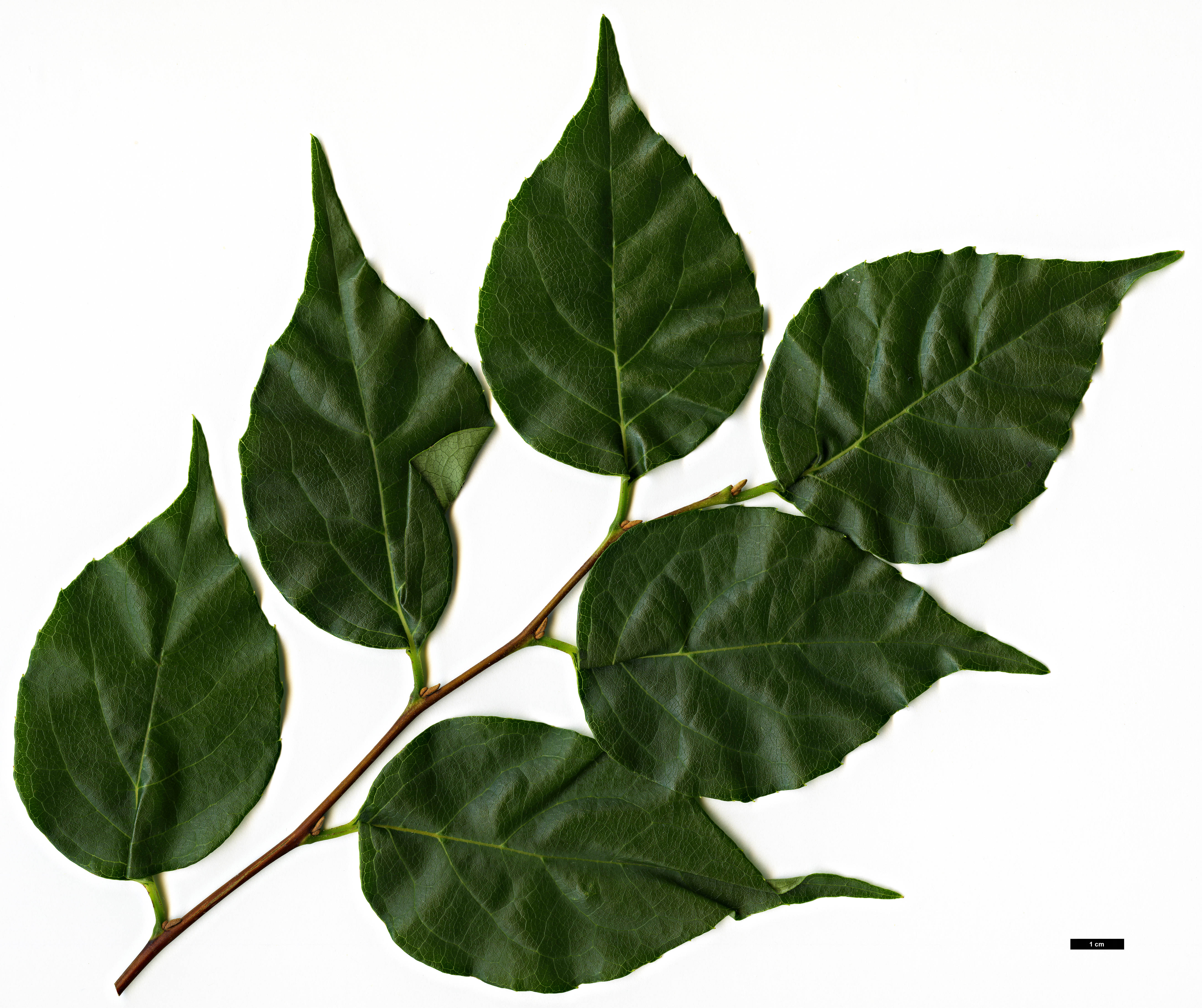 High resolution image: Family: Styracaceae - Genus: Styrax - Taxon: faberi