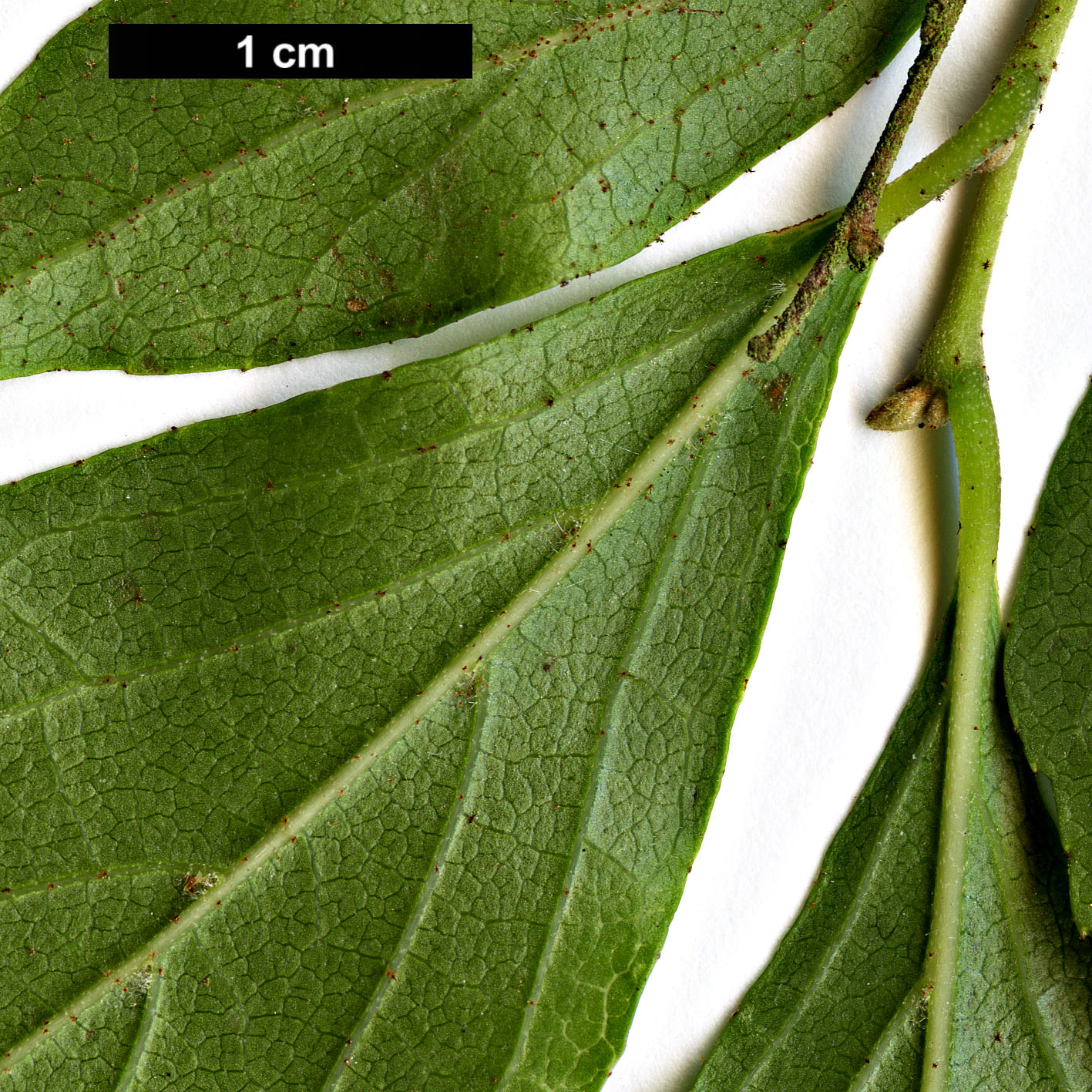 High resolution image: Family: Styracaceae - Genus: Styrax - Taxon: formosanus