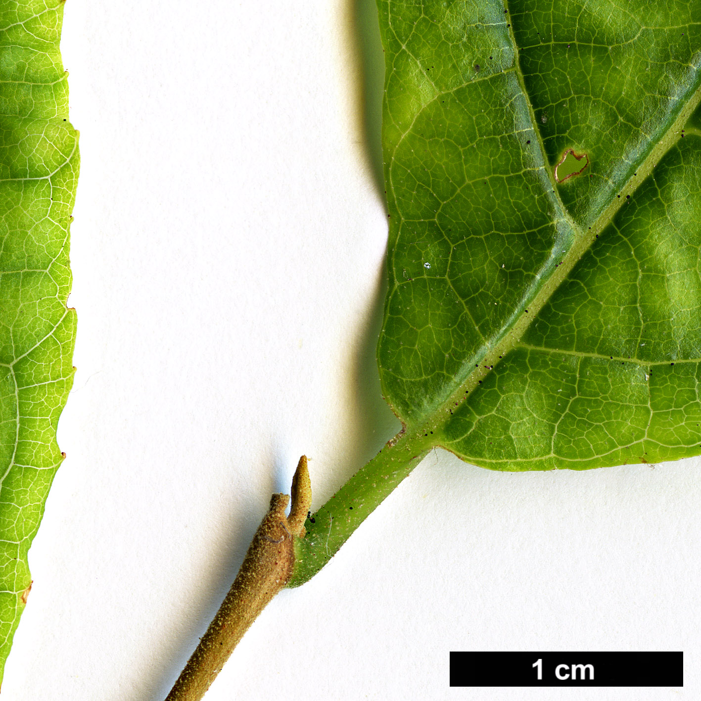 High resolution image: Family: Styracaceae - Genus: Styrax - Taxon: glabrescens
