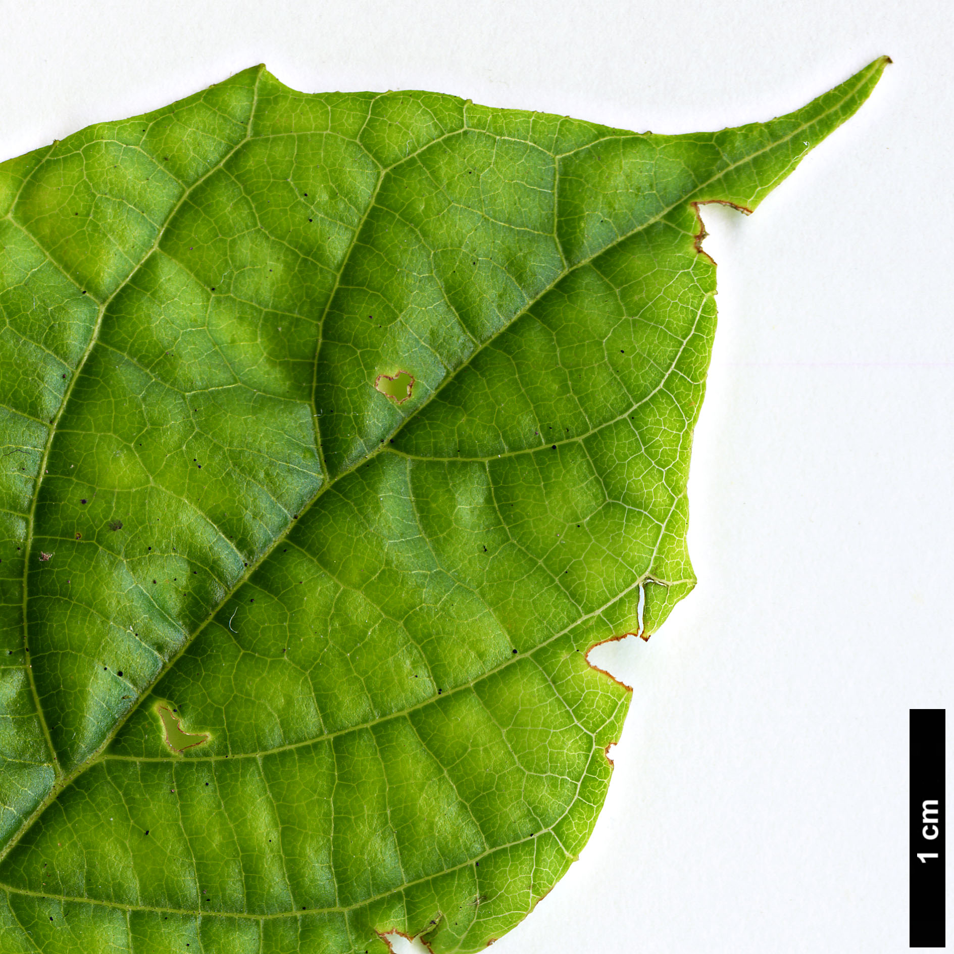 High resolution image: Family: Styracaceae - Genus: Styrax - Taxon: glabrescens