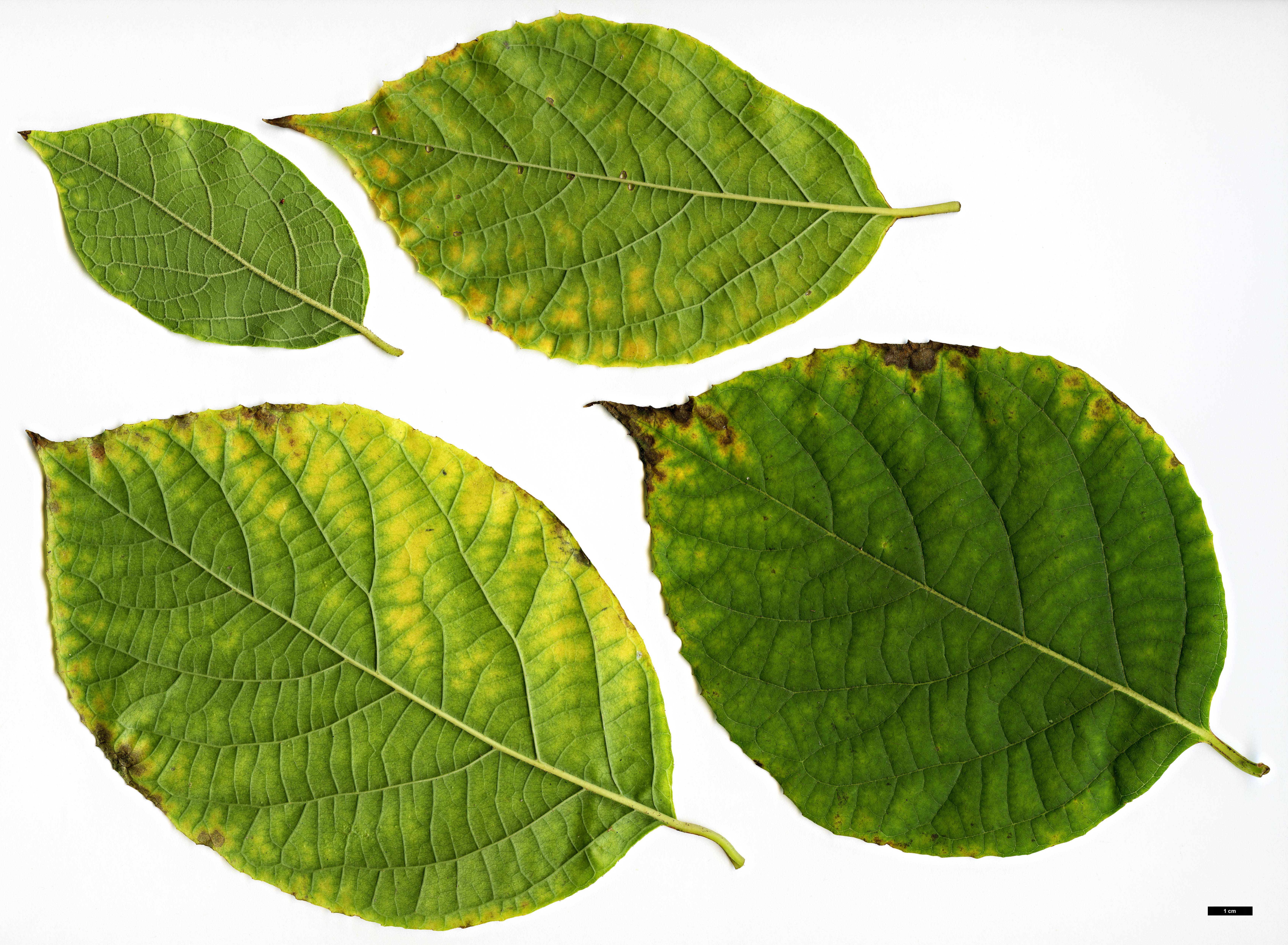 High resolution image: Family: Styracaceae - Genus: Styrax - Taxon: hemsleyanus