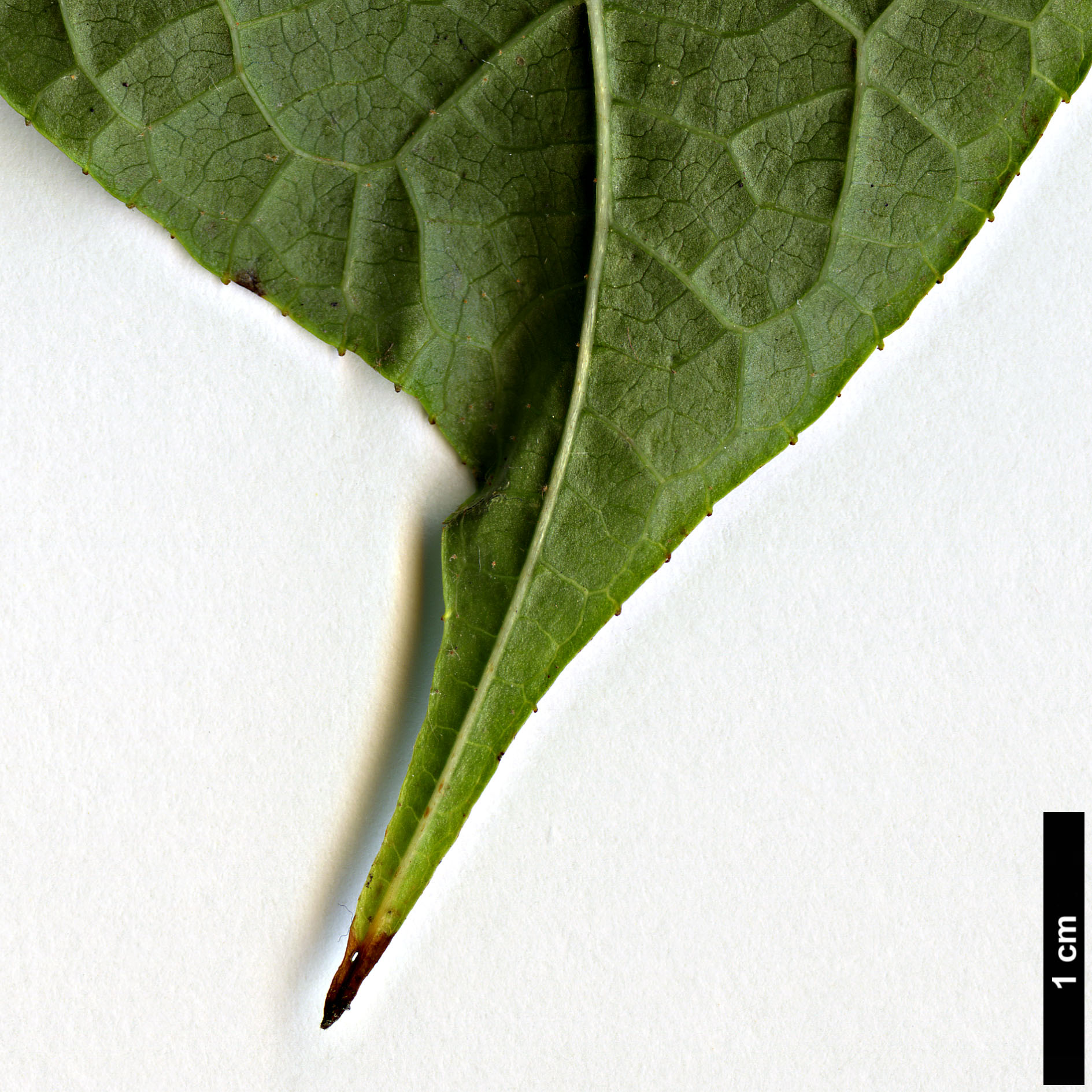 High resolution image: Family: Styracaceae - Genus: Styrax - Taxon: hookeri