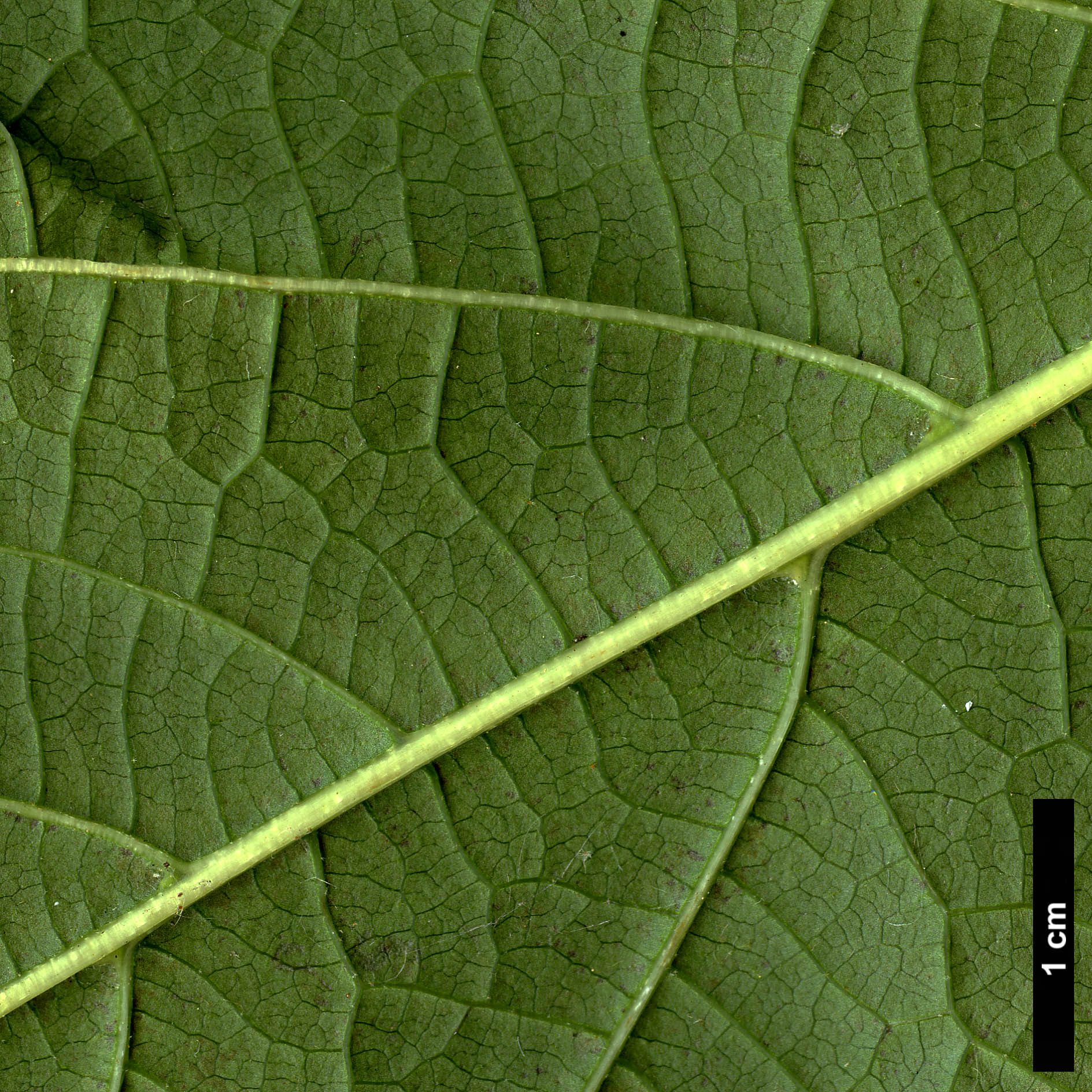 High resolution image: Family: Styracaceae - Genus: Styrax - Taxon: hookeri