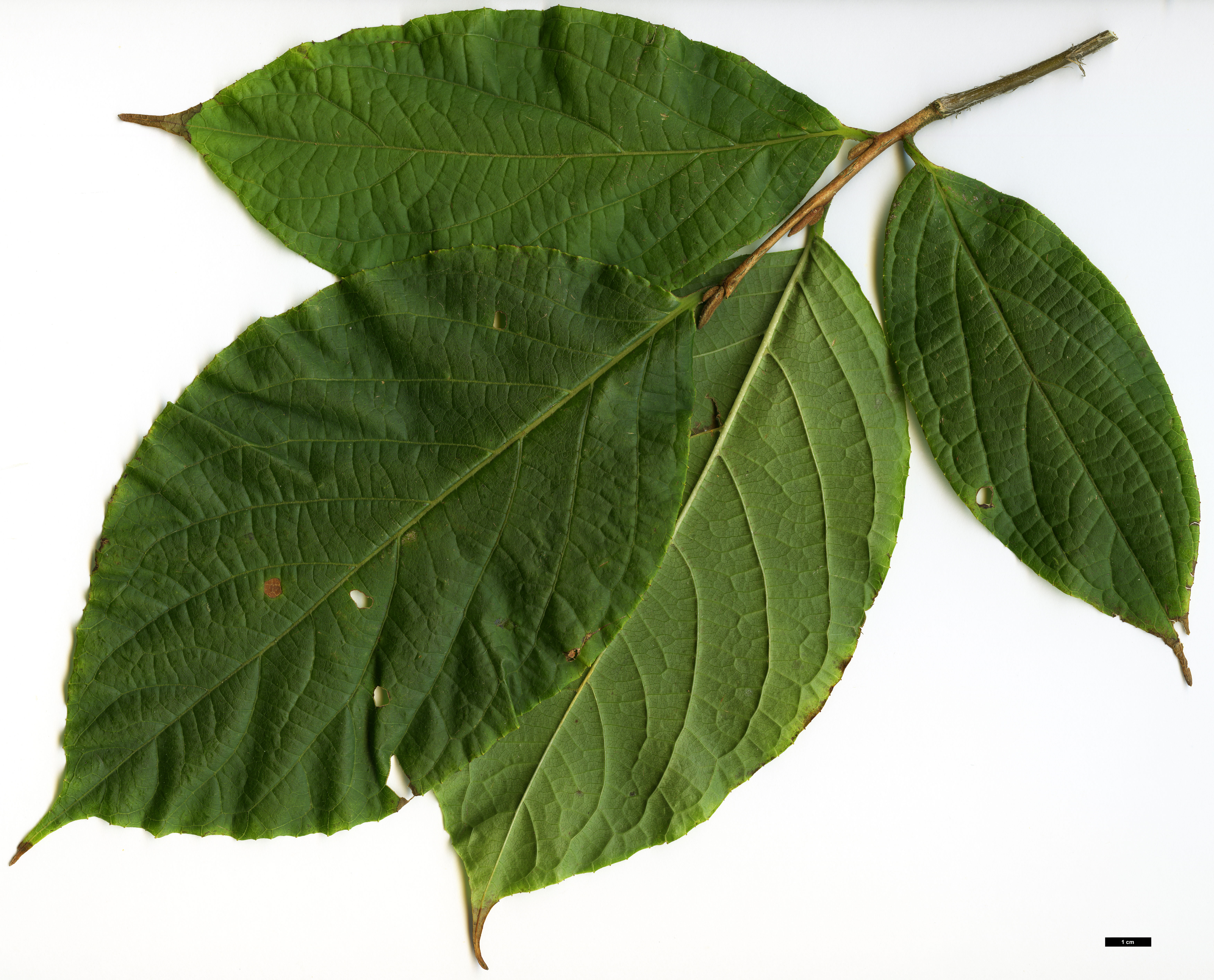 High resolution image: Family: Styracaceae - Genus: Styrax - Taxon: hookeri