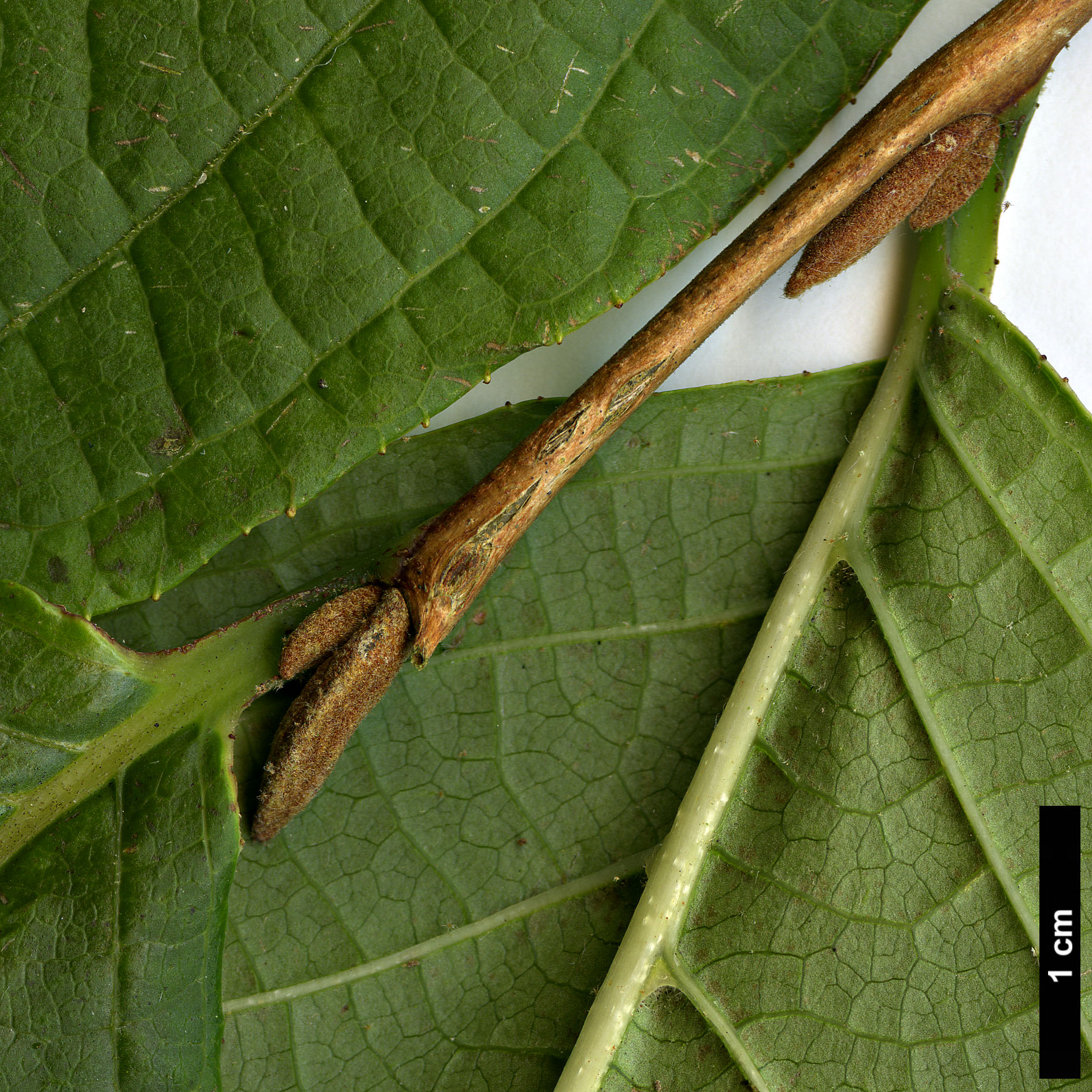 High resolution image: Family: Styracaceae - Genus: Styrax - Taxon: hookeri