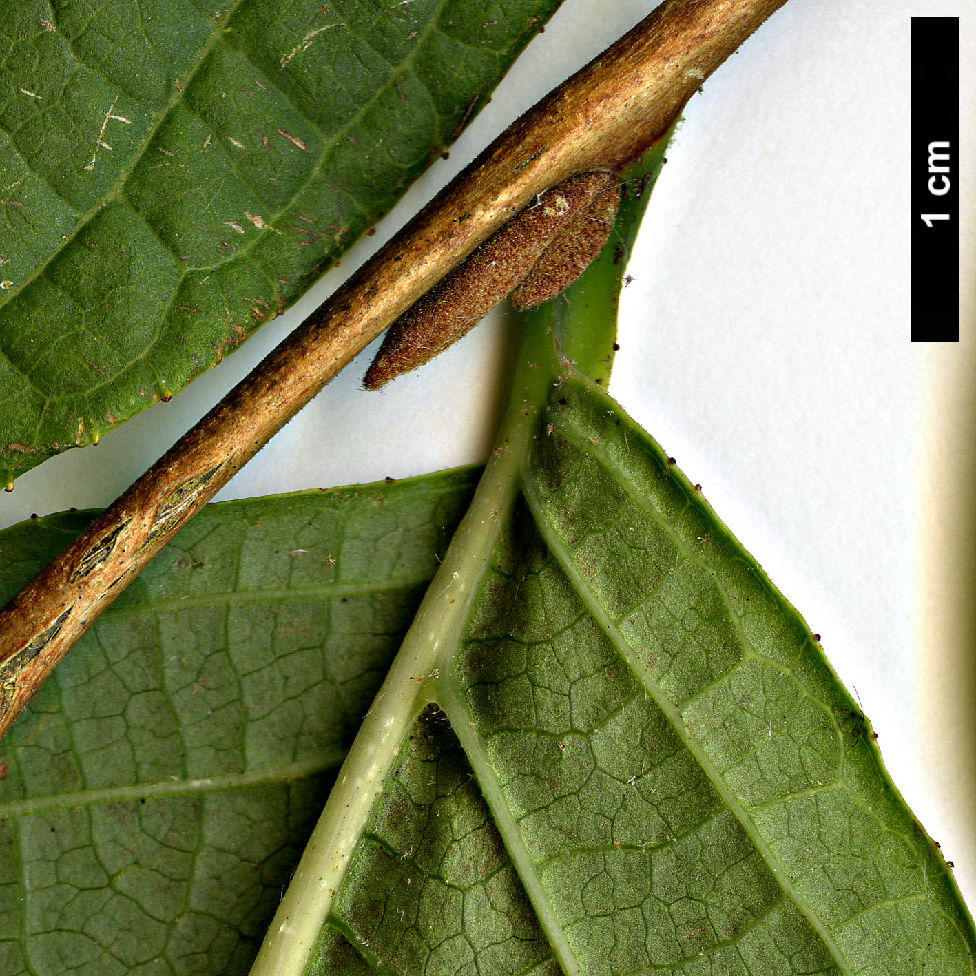 High resolution image: Family: Styracaceae - Genus: Styrax - Taxon: hookeri