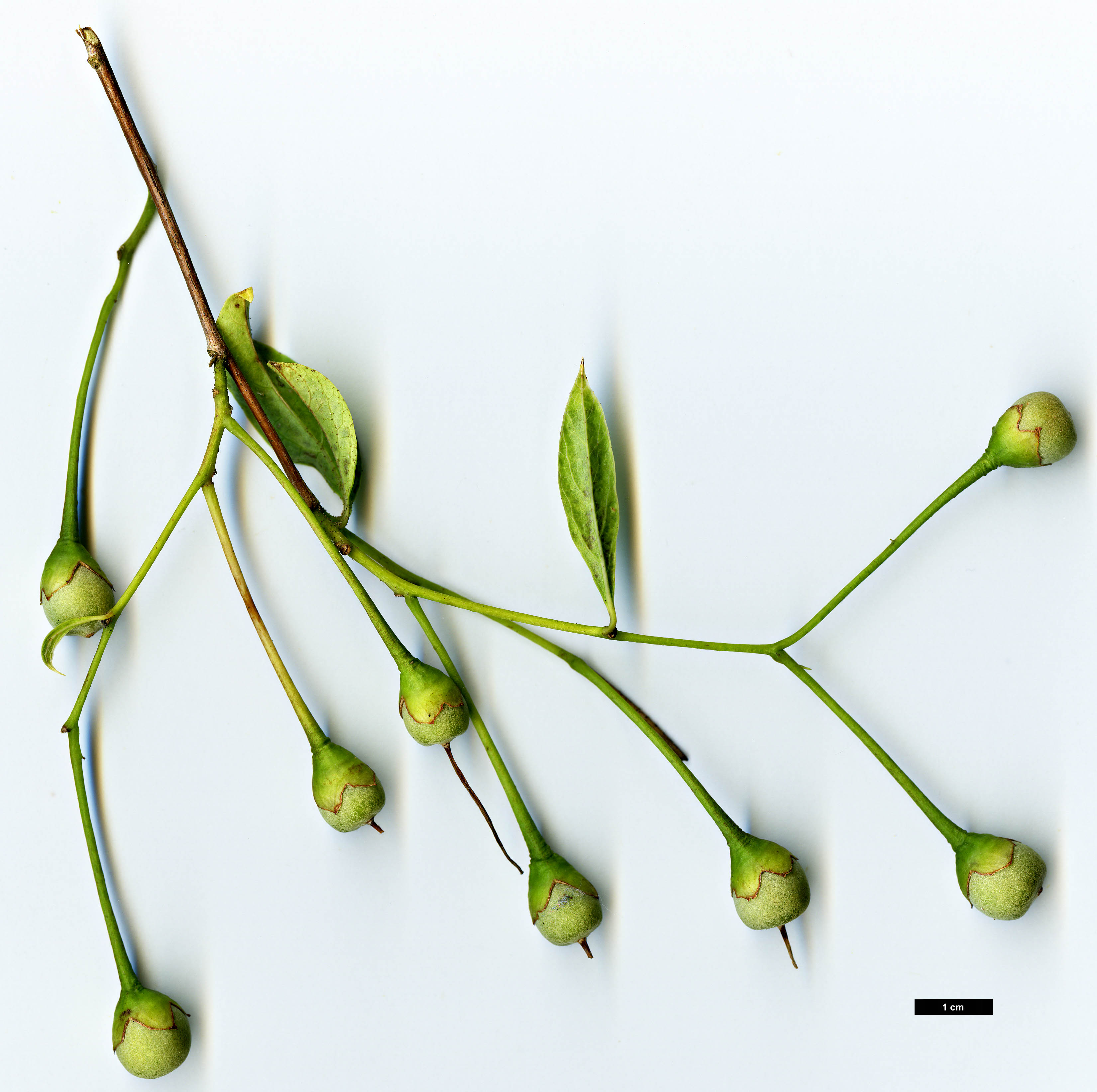 High resolution image: Family: Styracaceae - Genus: Styrax - Taxon: japonicus - SpeciesSub: 'Fargesii'