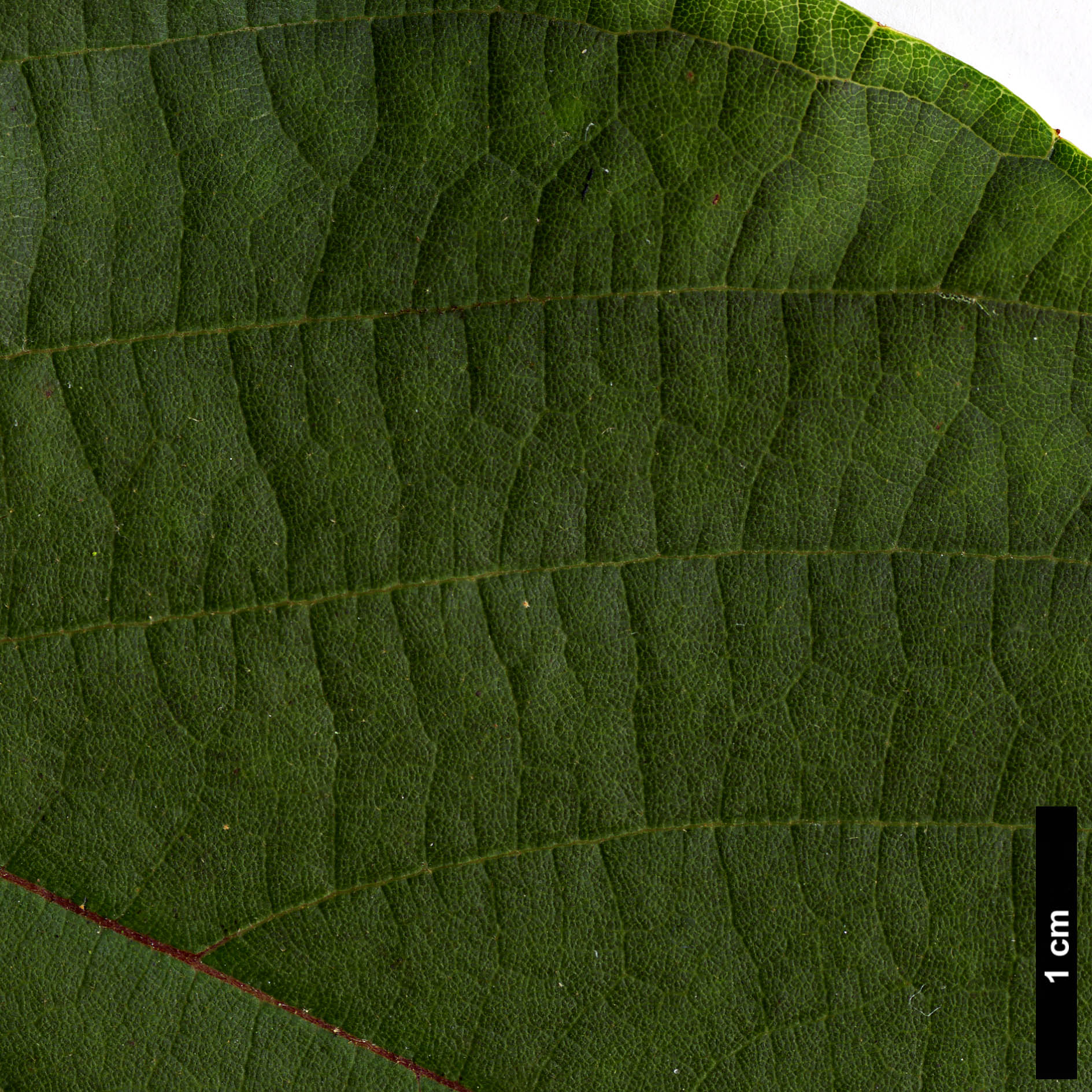 High resolution image: Family: Styracaceae - Genus: Styrax - Taxon: odoratissimus