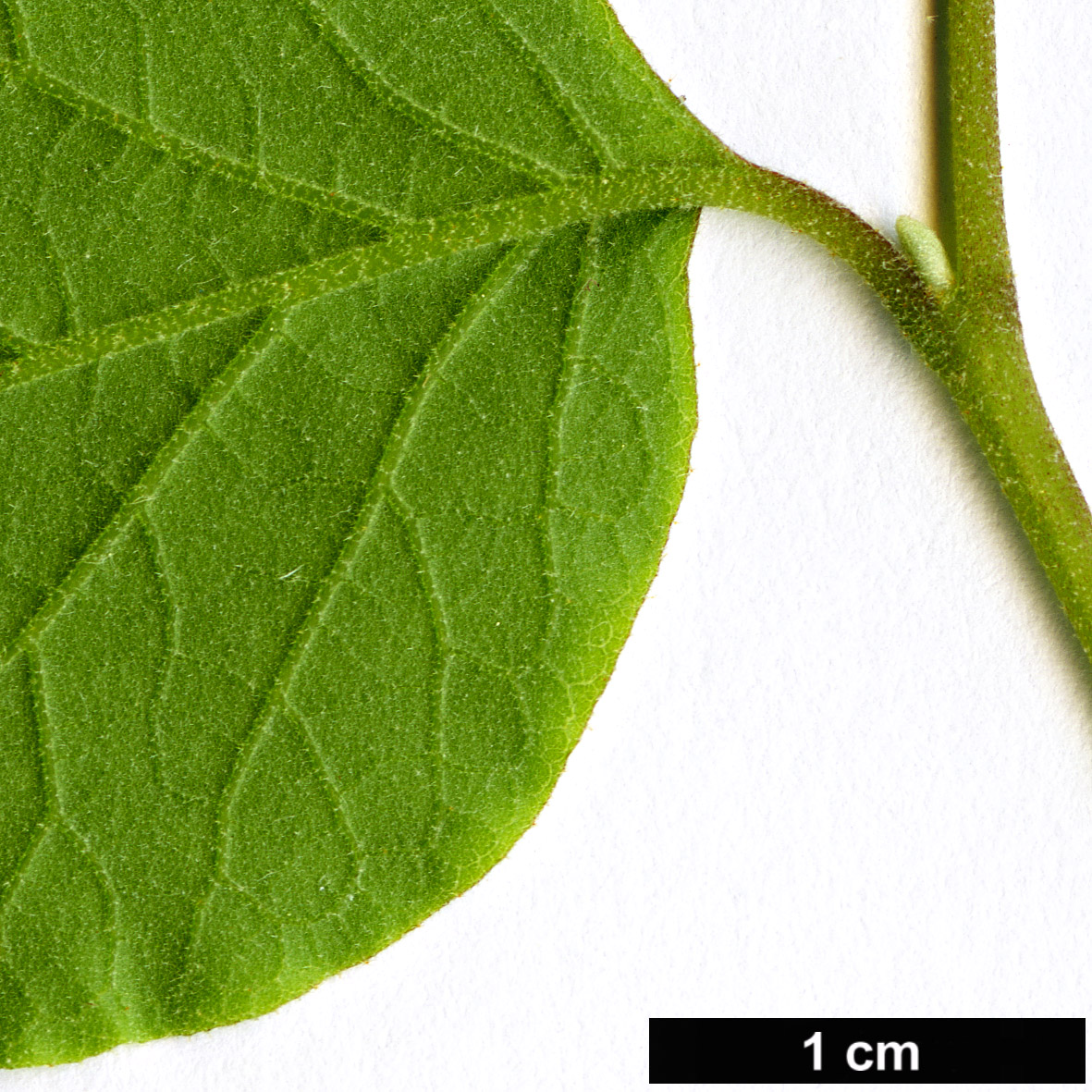 High resolution image: Family: Styracaceae - Genus: Styrax - Taxon: redivivus