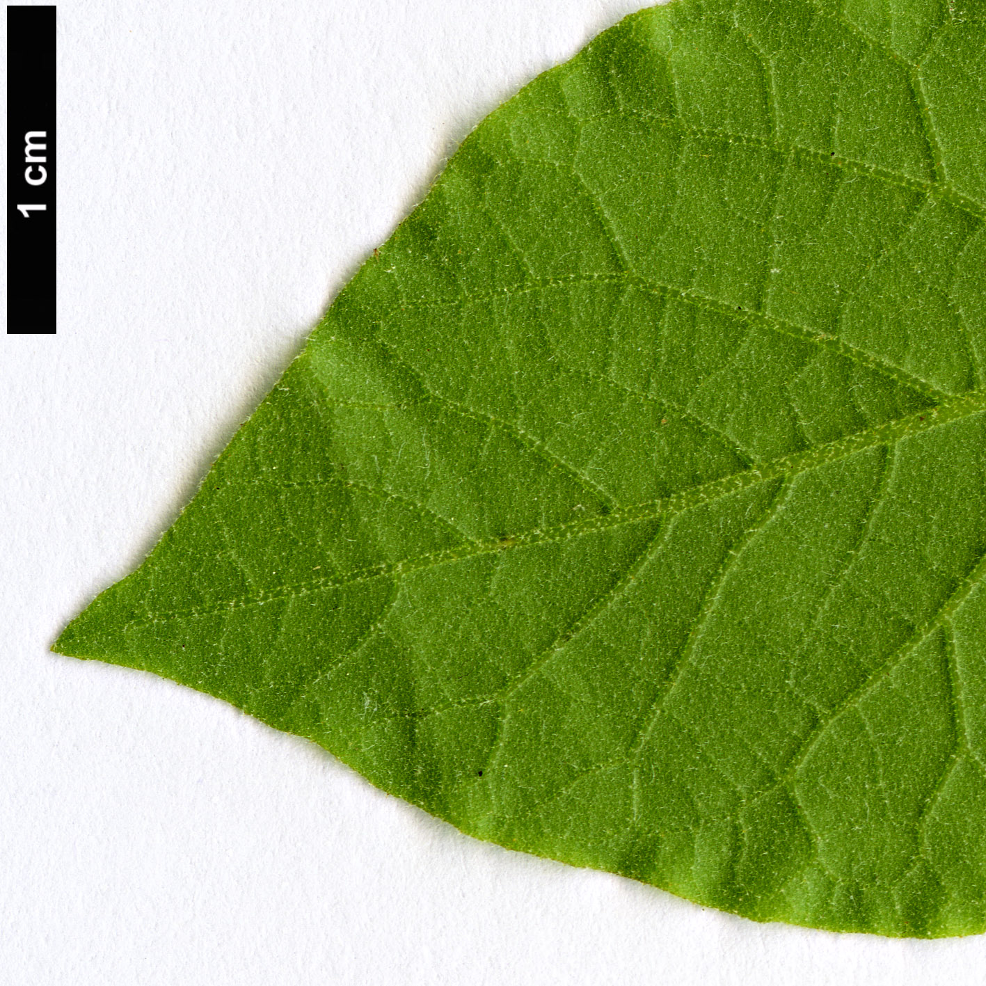High resolution image: Family: Styracaceae - Genus: Styrax - Taxon: redivivus