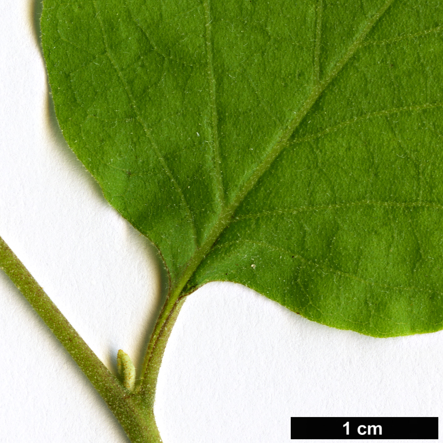 High resolution image: Family: Styracaceae - Genus: Styrax - Taxon: redivivus