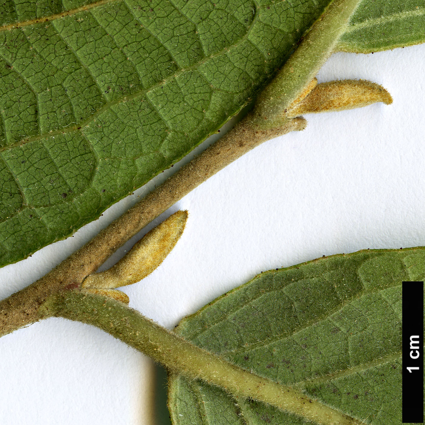 High resolution image: Family: Styracaceae - Genus: Styrax - Taxon: roseus