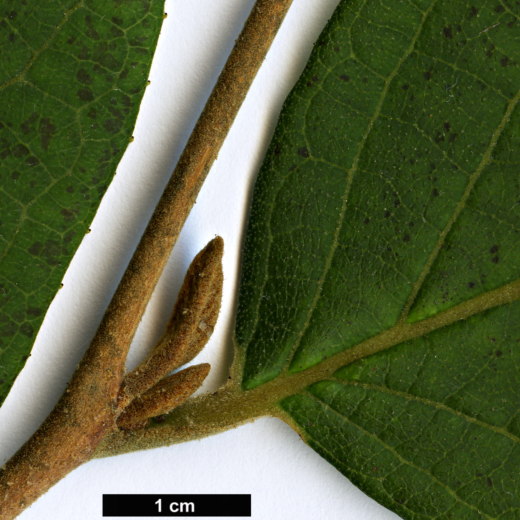 High resolution image: Family: Styracaceae - Genus: Styrax - Taxon: roseus