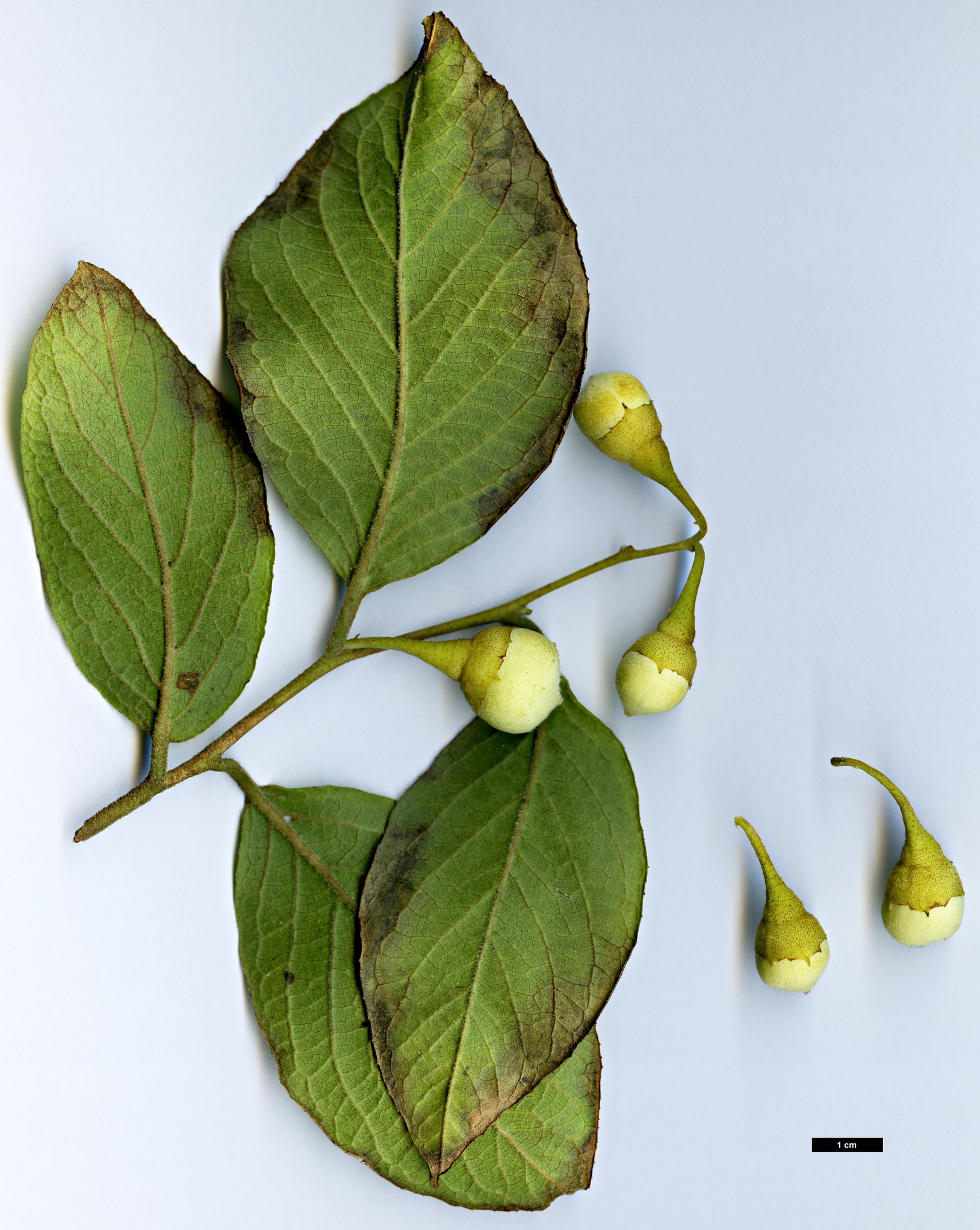 High resolution image: Family: Styracaceae - Genus: Styrax - Taxon: roseus