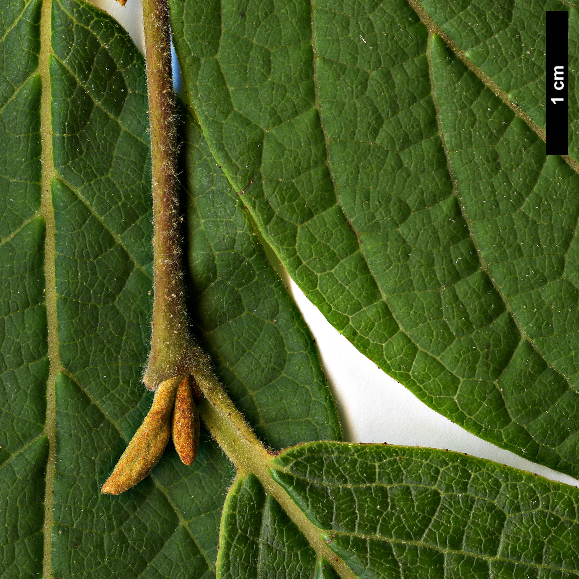 High resolution image: Family: Styracaceae - Genus: Styrax - Taxon: suberifolius