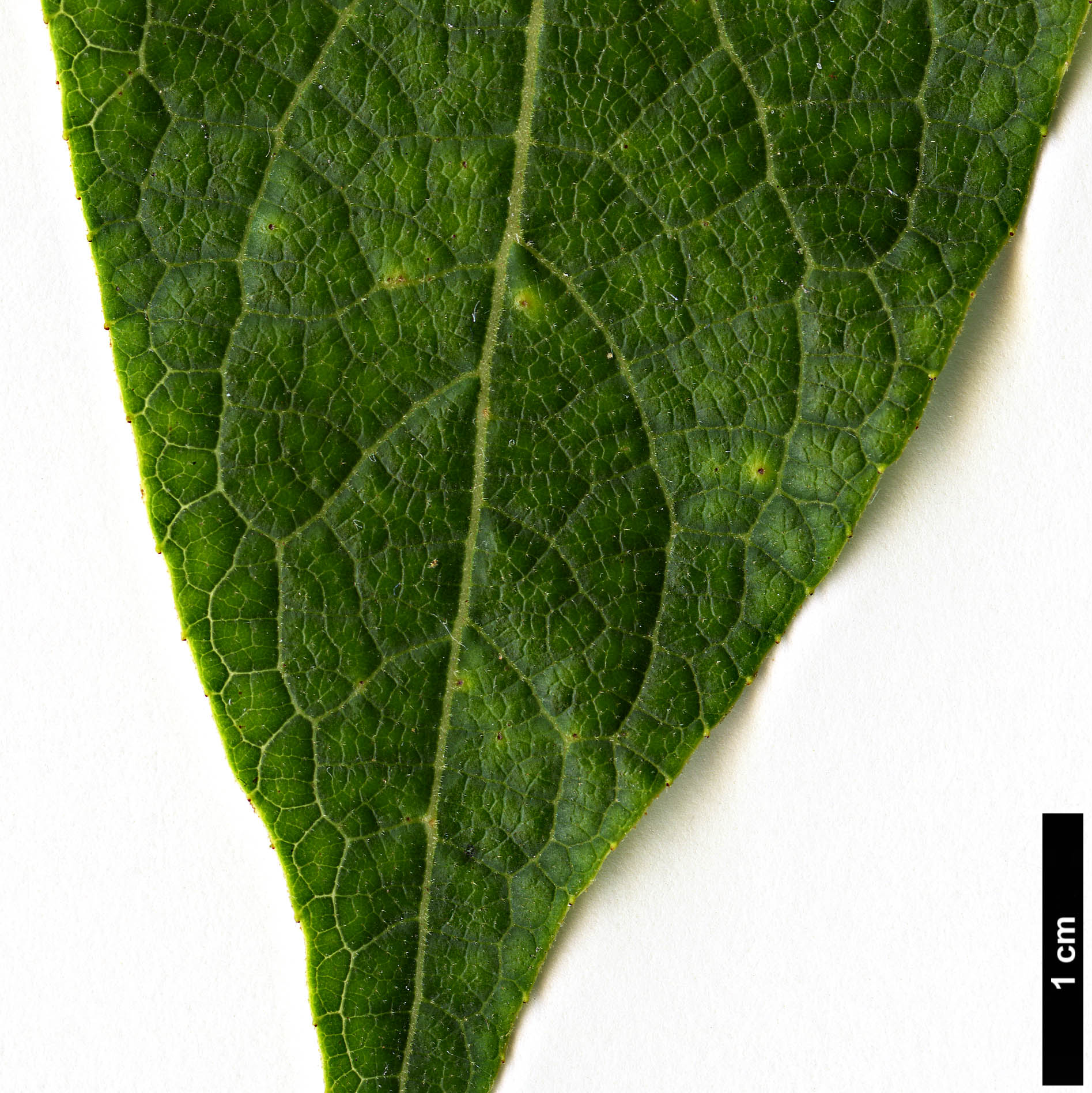 High resolution image: Family: Styracaceae - Genus: Styrax - Taxon: suberifolius