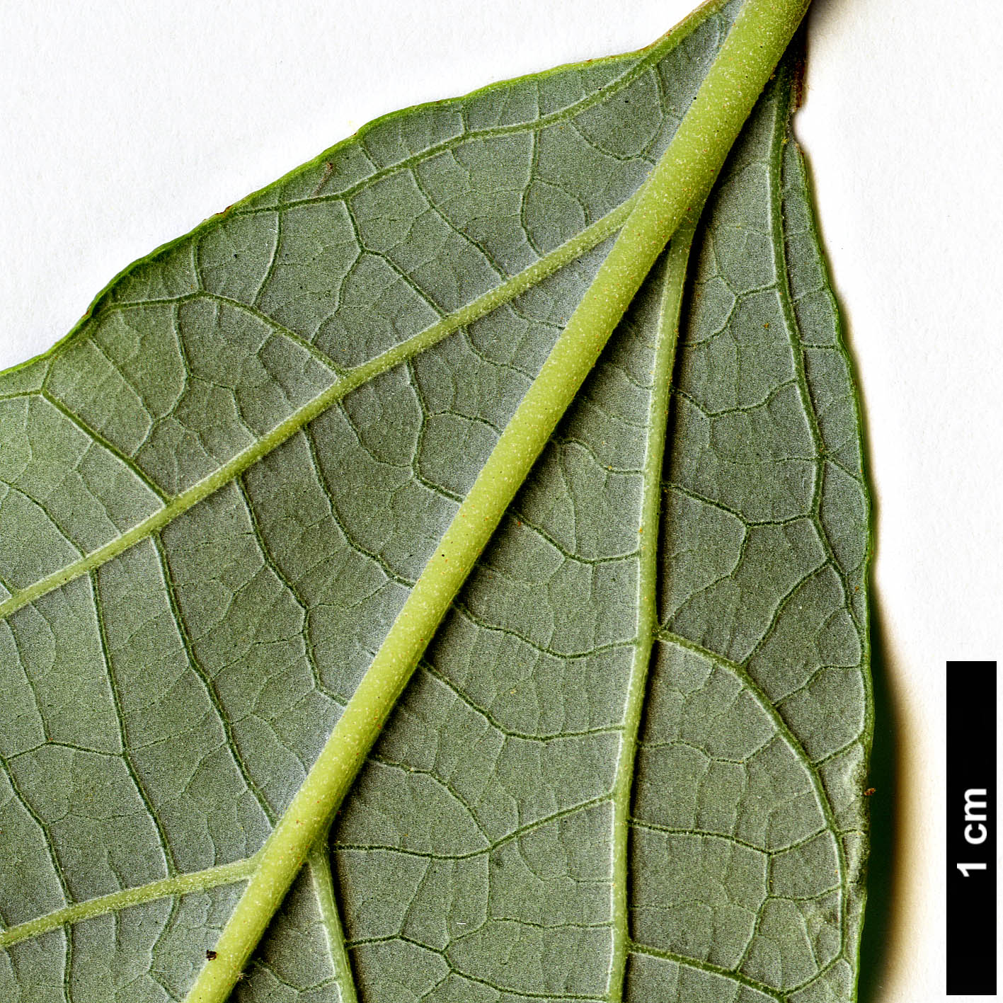High resolution image: Family: Styracaceae - Genus: Styrax - Taxon: tonkinensis