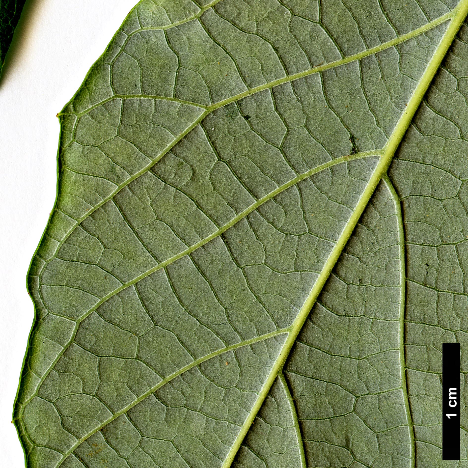 High resolution image: Family: Styracaceae - Genus: Styrax - Taxon: tonkinensis