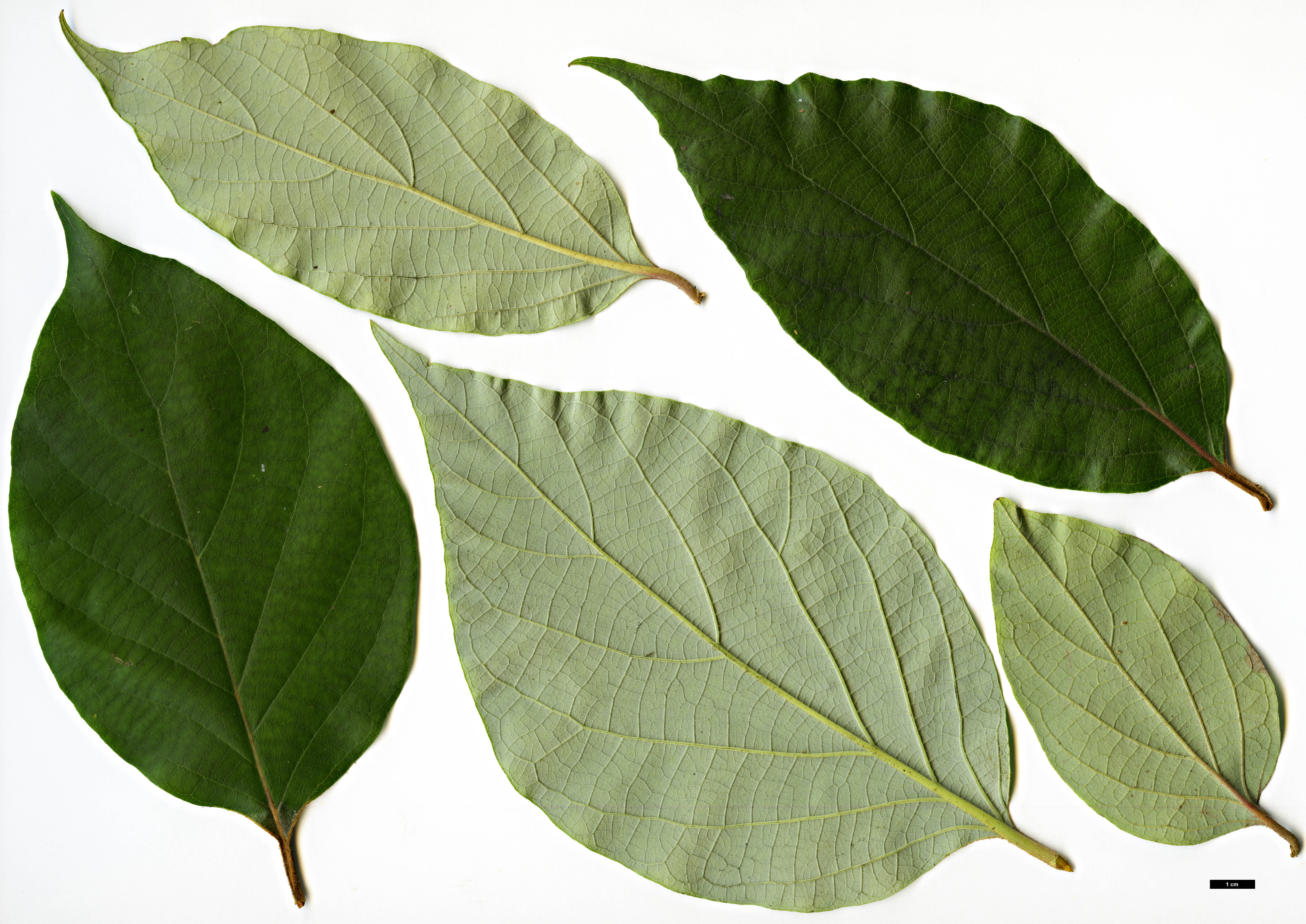 High resolution image: Family: Styracaceae - Genus: Styrax - Taxon: tonkinensis