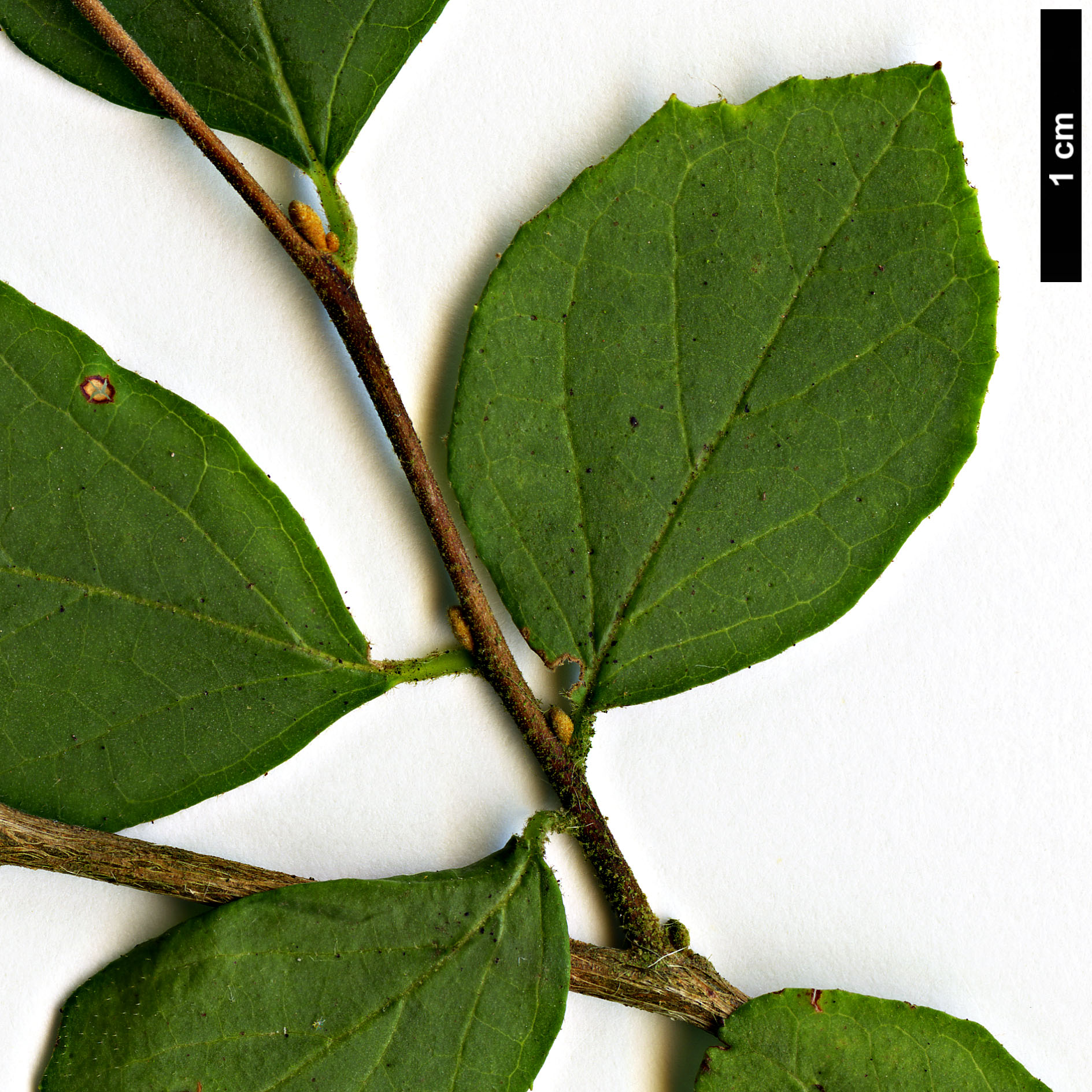 High resolution image: Family: Styracaceae - Genus: Styrax - Taxon: wilsonii