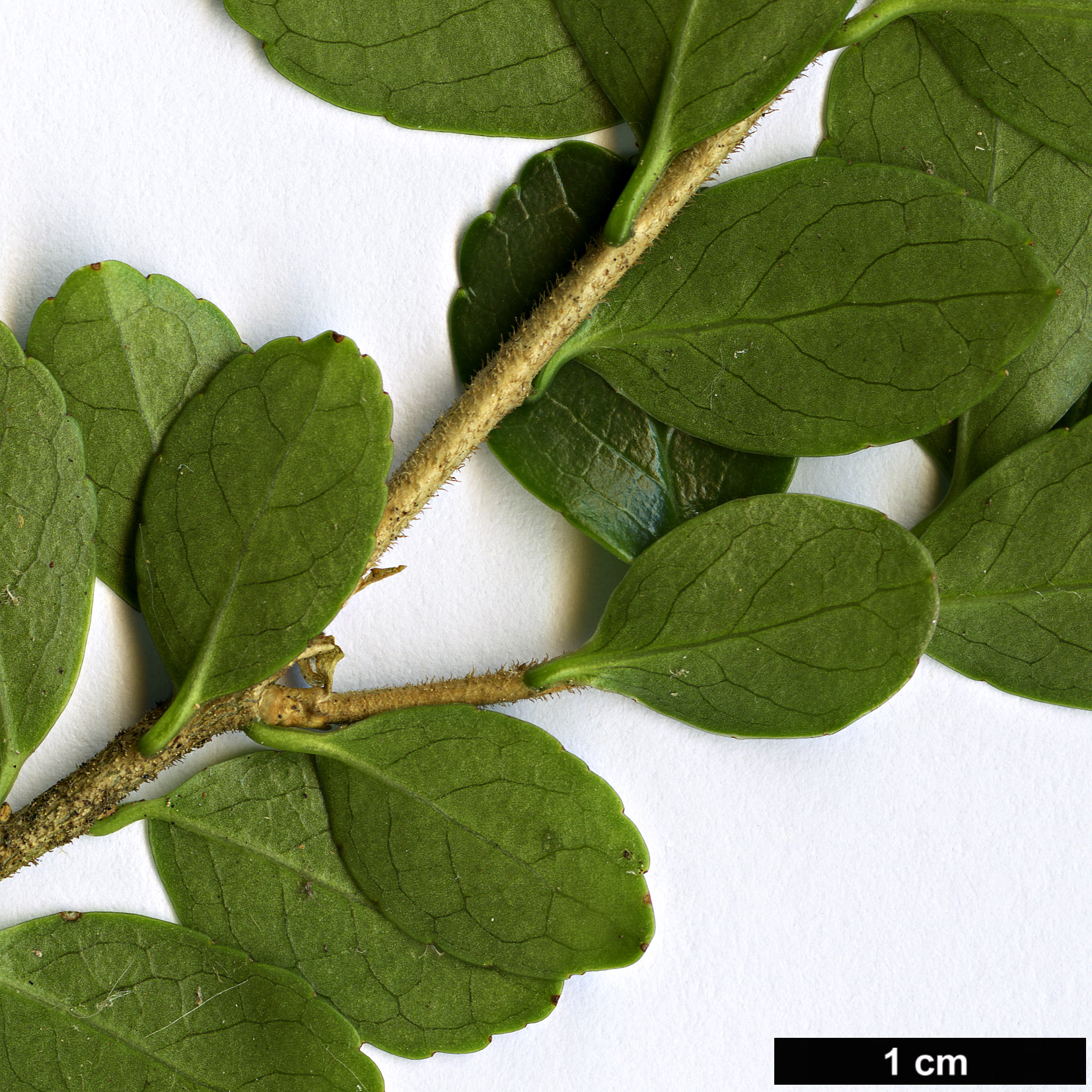 High resolution image: Family: Symplocaceae - Genus: Symplocos - Taxon: nokoensis