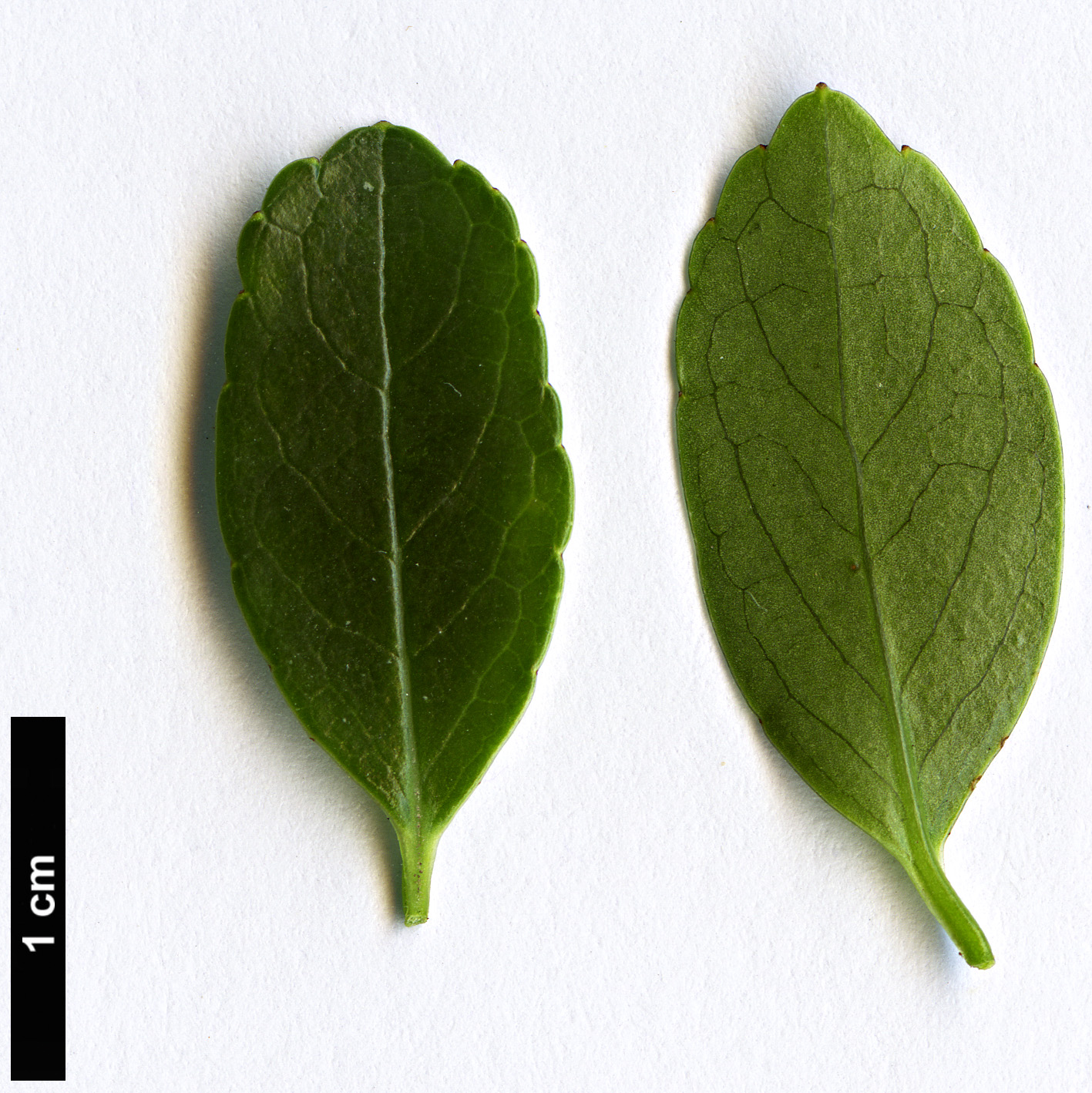 High resolution image: Family: Symplocaceae - Genus: Symplocos - Taxon: nokoensis