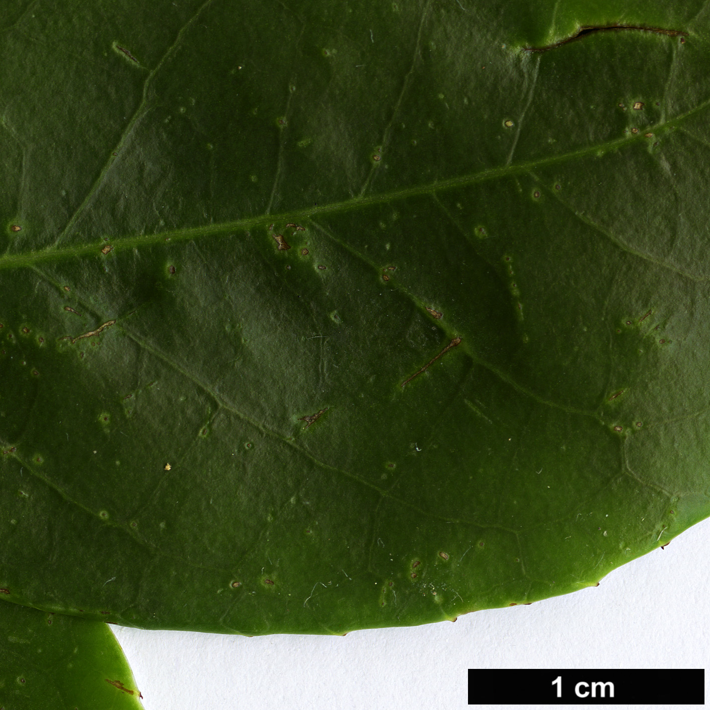 High resolution image: Family: Symplocaceae - Genus: Symplocos - Taxon: sumuntia