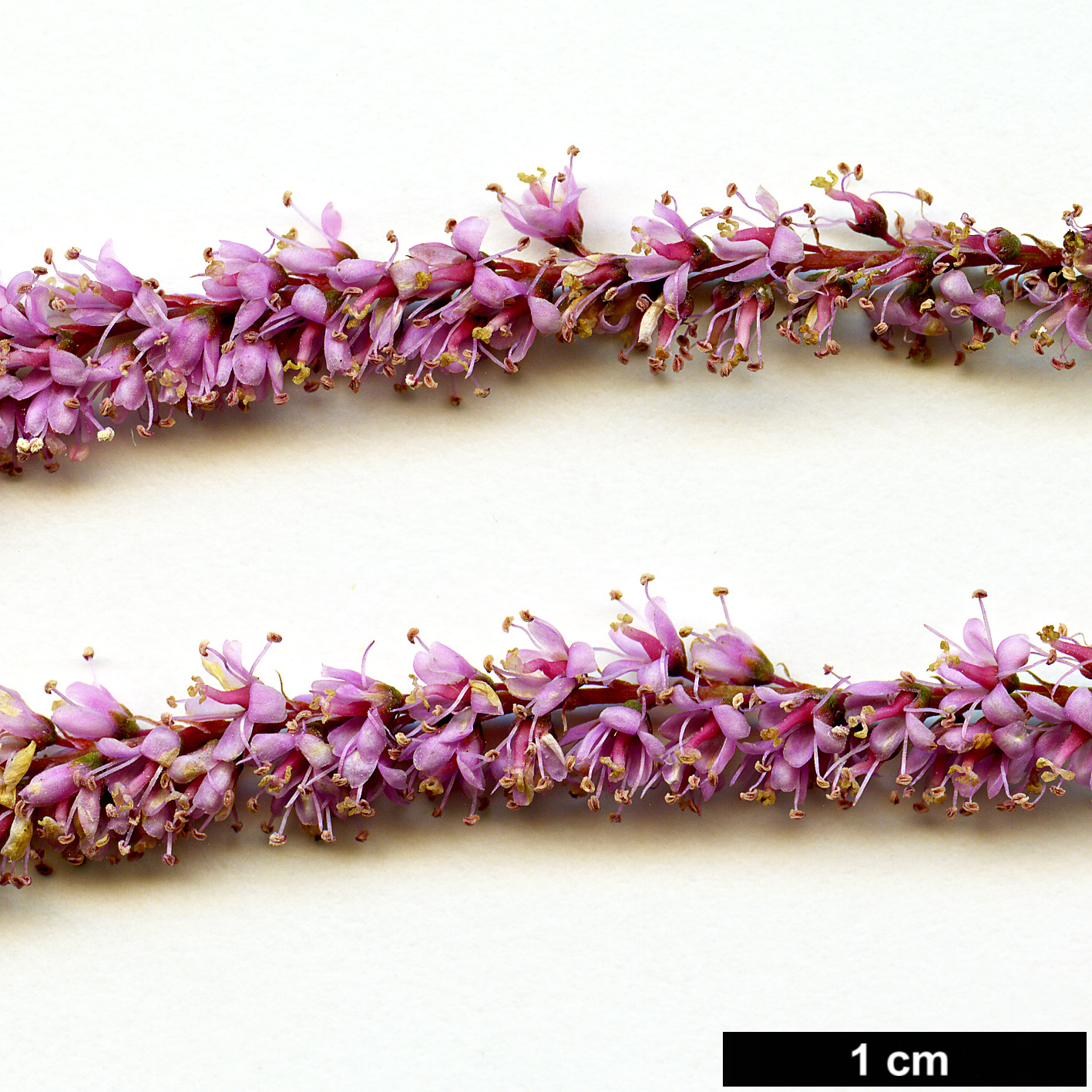 High resolution image: Family: Tamaricaceae - Genus: Tamarix - Taxon: ramosissima