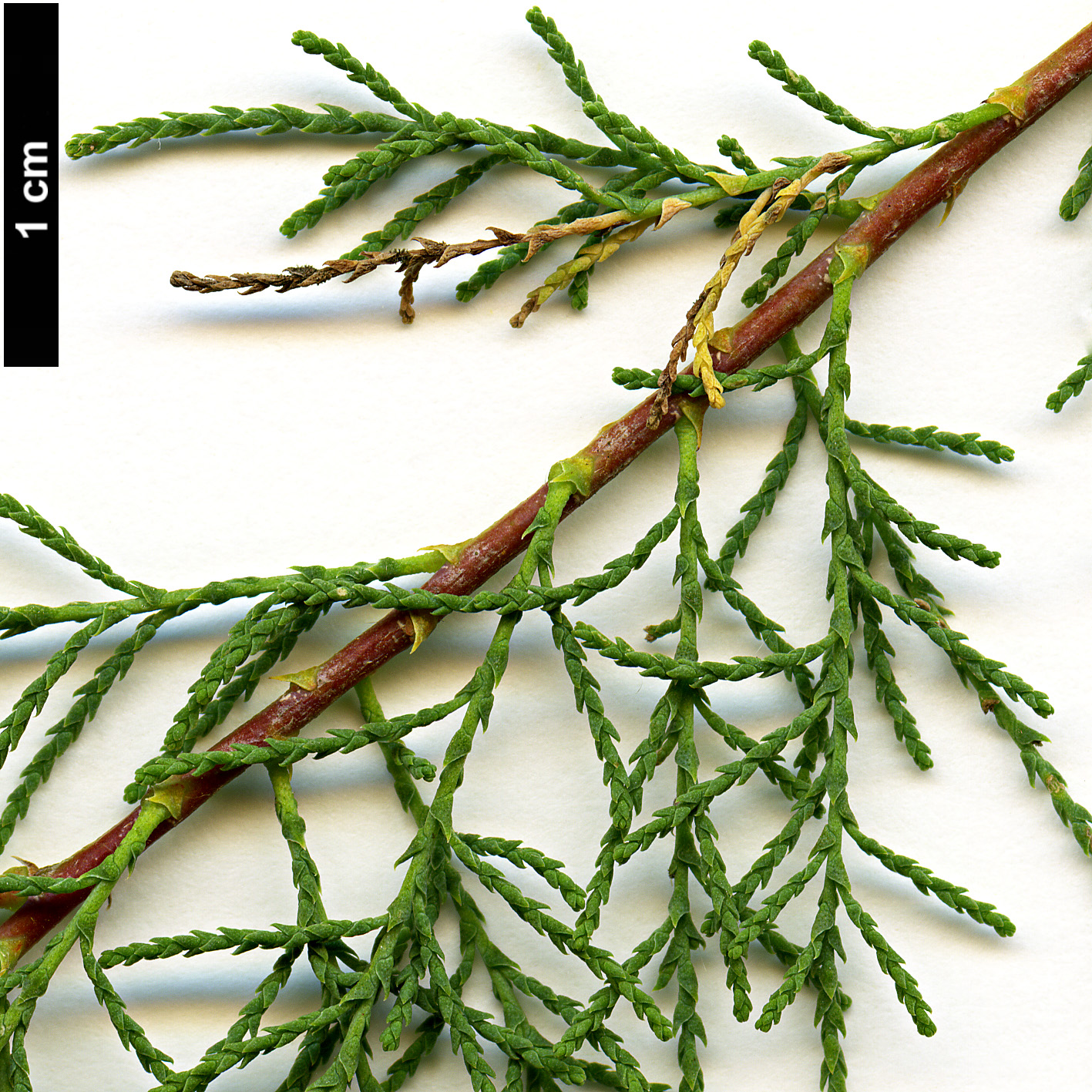 High resolution image: Family: Tamaricaceae - Genus: Tamarix - Taxon: ramosissima