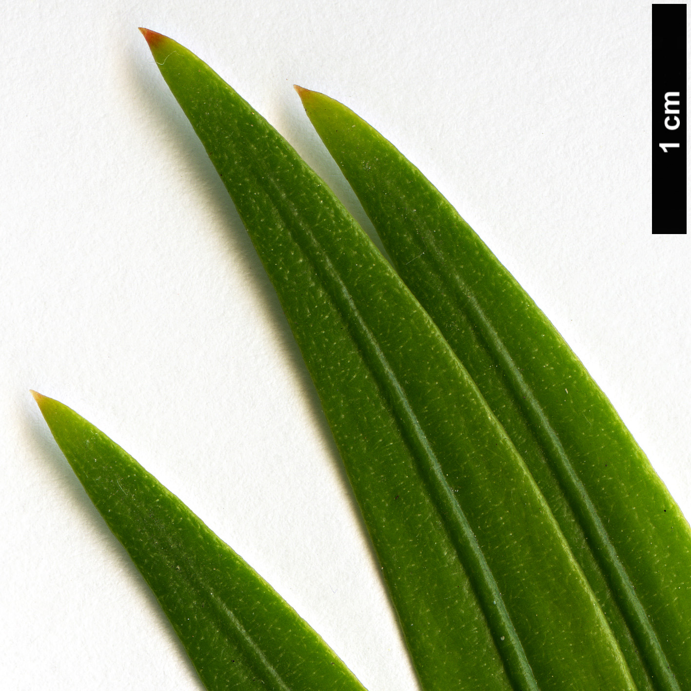 High resolution image: Family: Taxaceae - Genus: Amentotaxus - Taxon: formosana High resolution image: Family: Taxaceae - Genus: Amentotaxus - Taxon: formosana