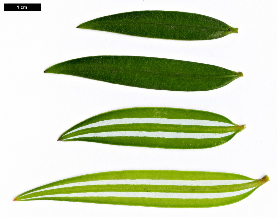 High resolution image: Family: Taxaceae - Genus: Amentotaxus - Taxon: formosana