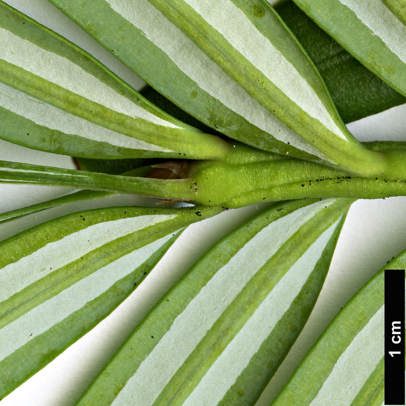 High resolution image: Family: Taxaceae - Genus: Amentotaxus - Taxon: yunnanensis High resolution image: Family: Taxaceae - Genus: Amentotaxus - Taxon: yunnanensis