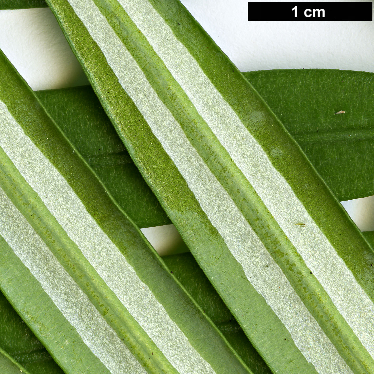 High resolution image: Family: Taxaceae - Genus: Amentotaxus - Taxon: yunnanensis
