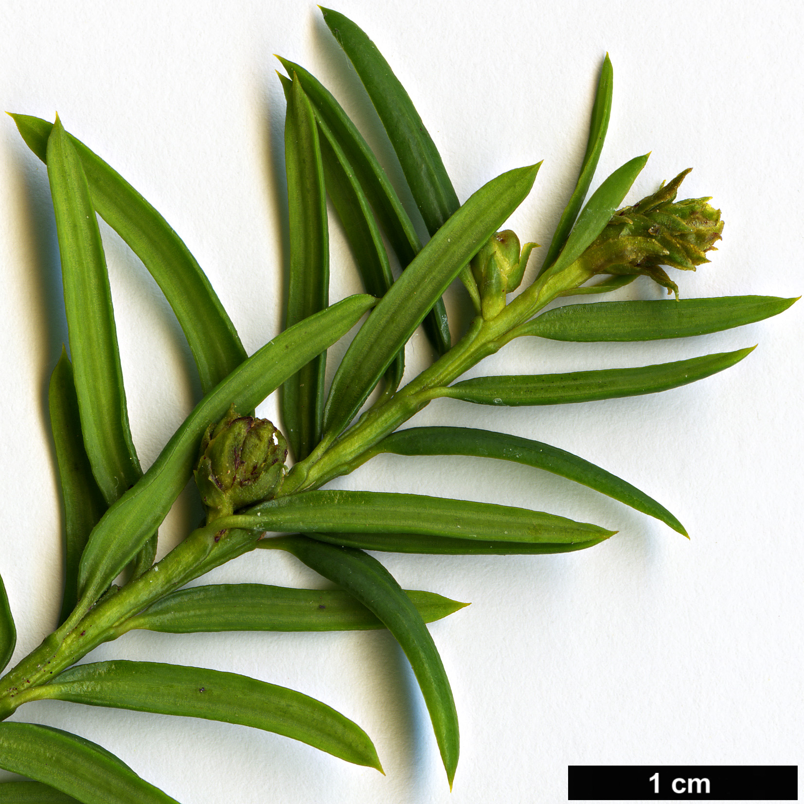 High resolution image: Family: Taxaceae - Genus: Taxus - Taxon: canadensis