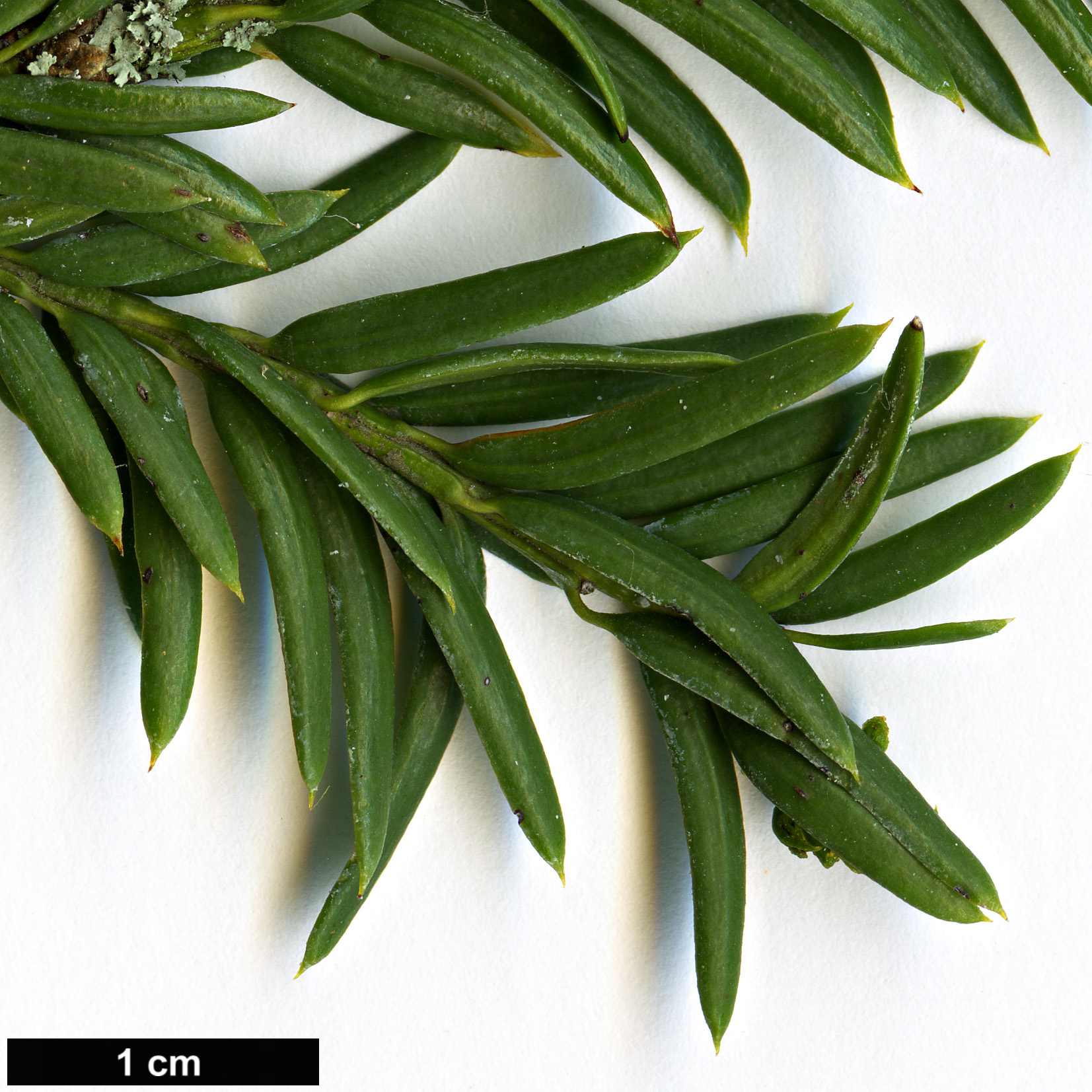 High resolution image: Family: Taxaceae - Genus: Taxus - Taxon: canadensis