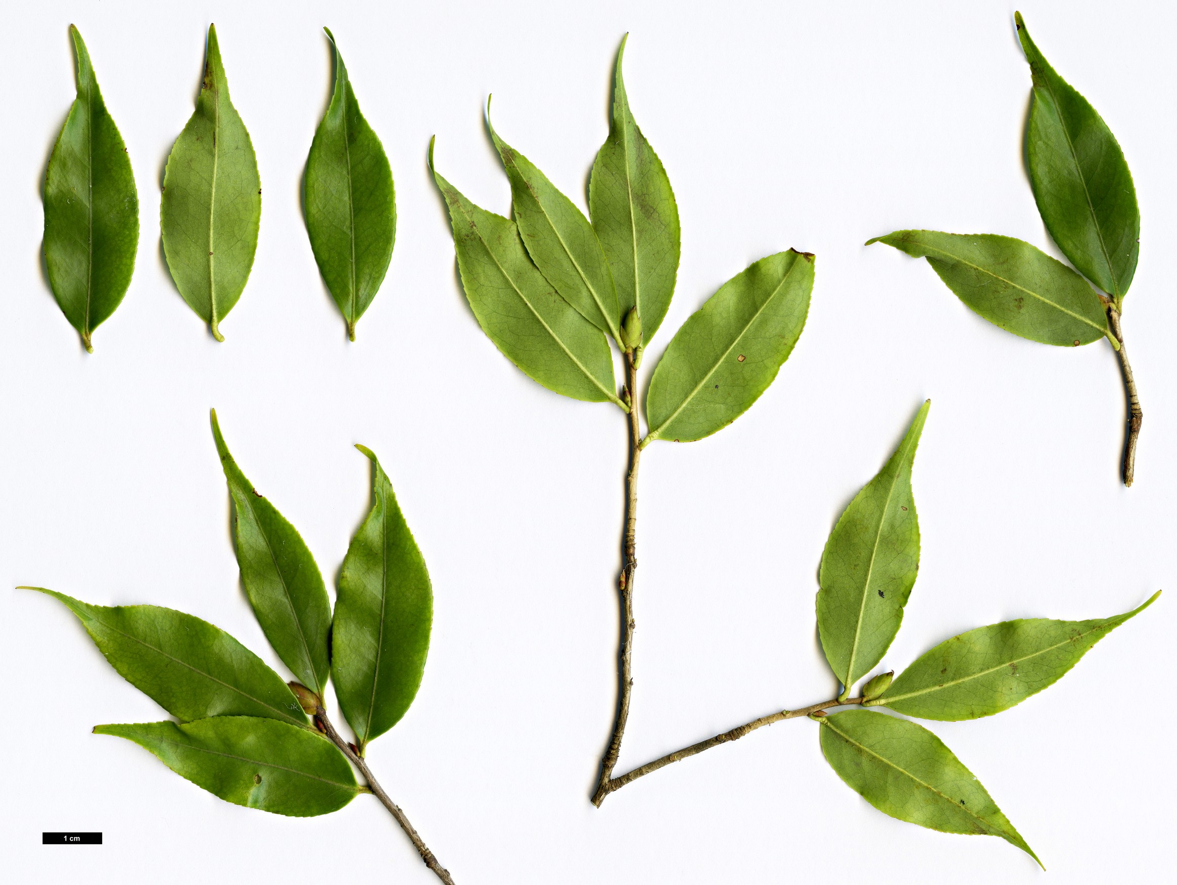 High resolution image: Family: Theaceae - Genus: Camellia - Taxon: assimilis