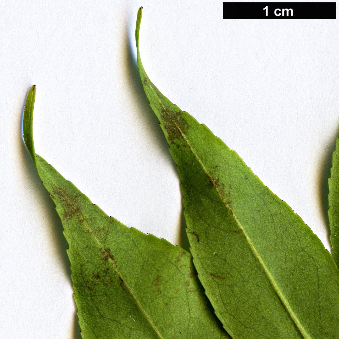 High resolution image: Family: Theaceae - Genus: Camellia - Taxon: assimilis
