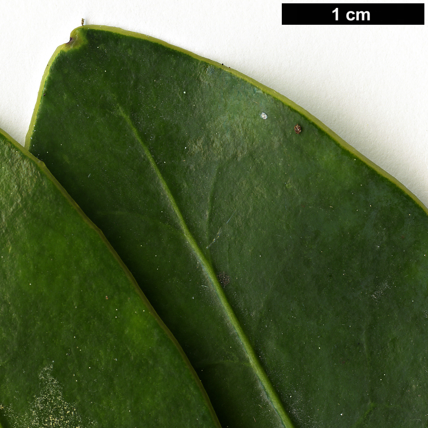 High resolution image: Family: Theaceae - Genus: Camellia - Taxon: azalea